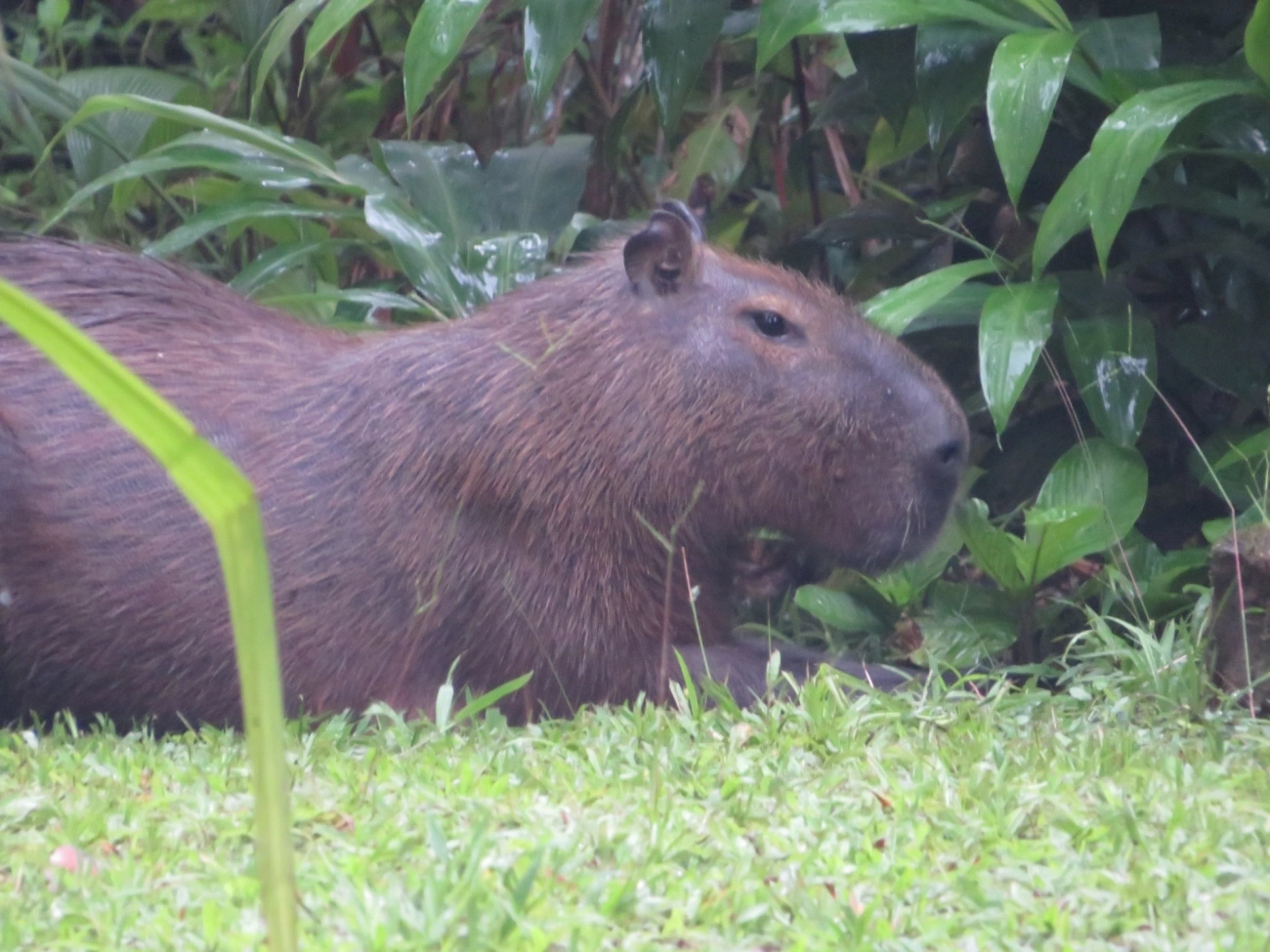 Capivara (Hydrochoerus hydrochaeris), mamíferos, fotografado em Maresias, São Sebastião