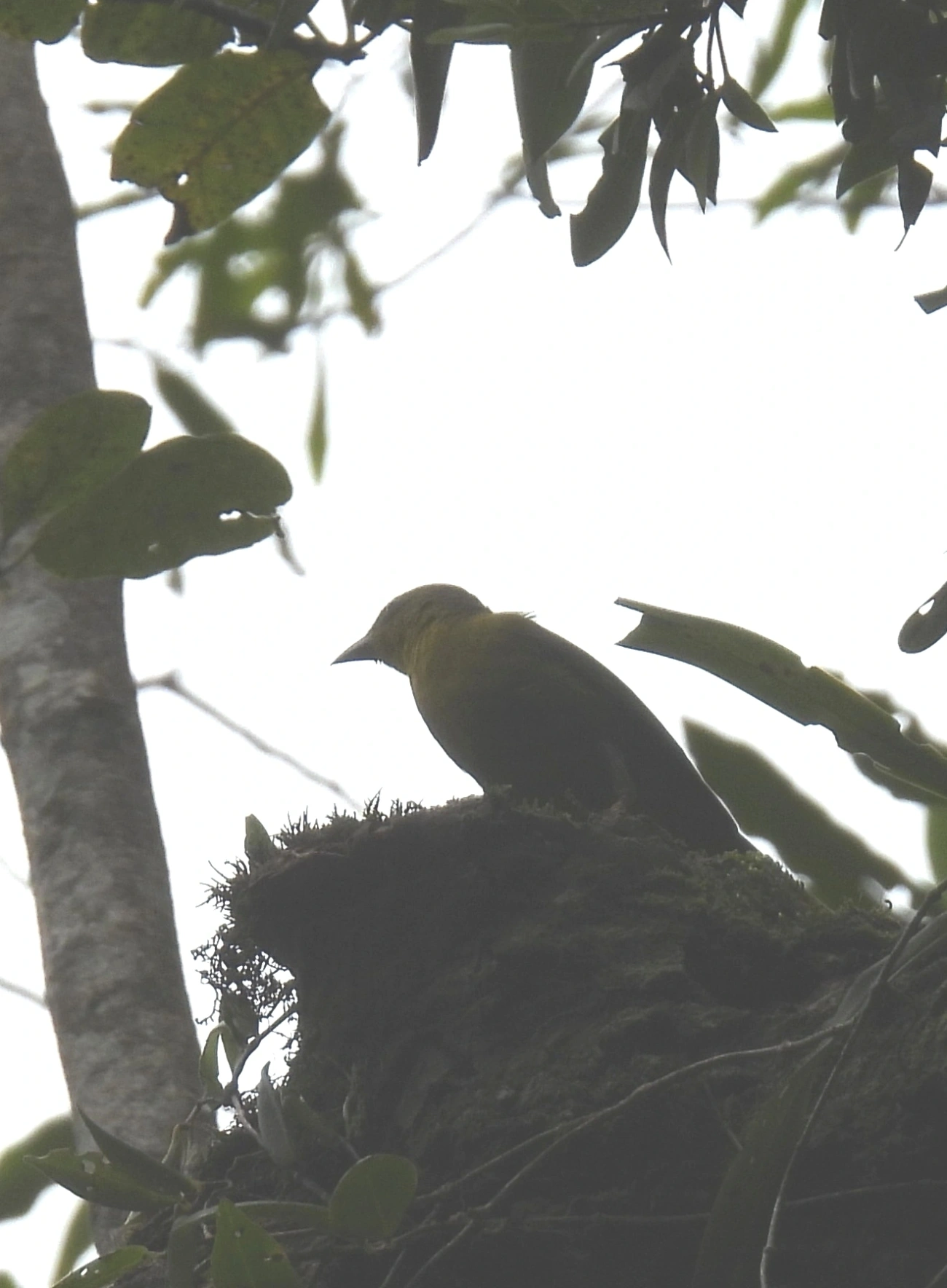 Sanhaço-do-coqueiro (Thraupis palmarum), aves, fotografado em Maresias, São Sebastião
