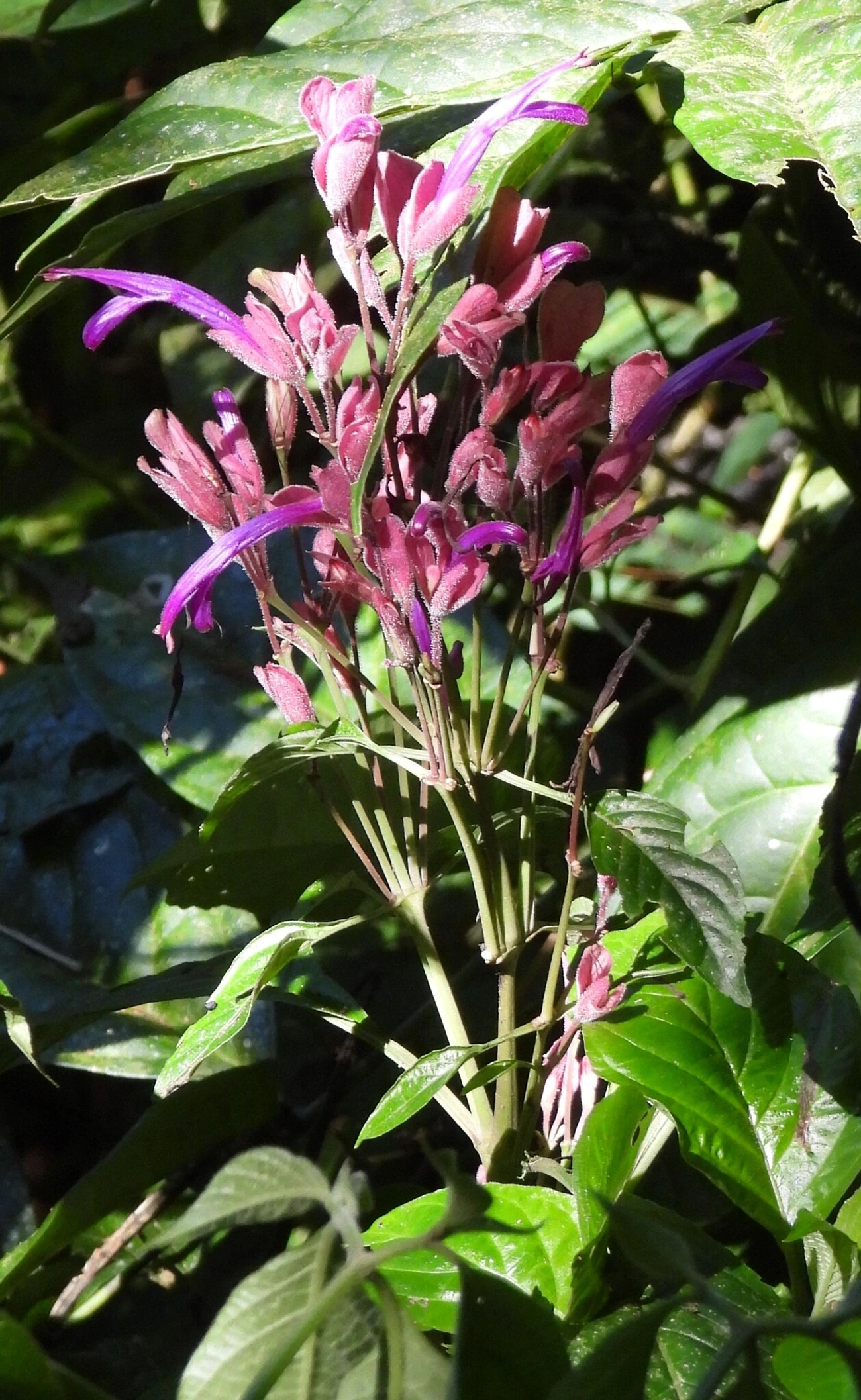 Justícia (Justicia sellowiana), plantas, fotografado em Resende