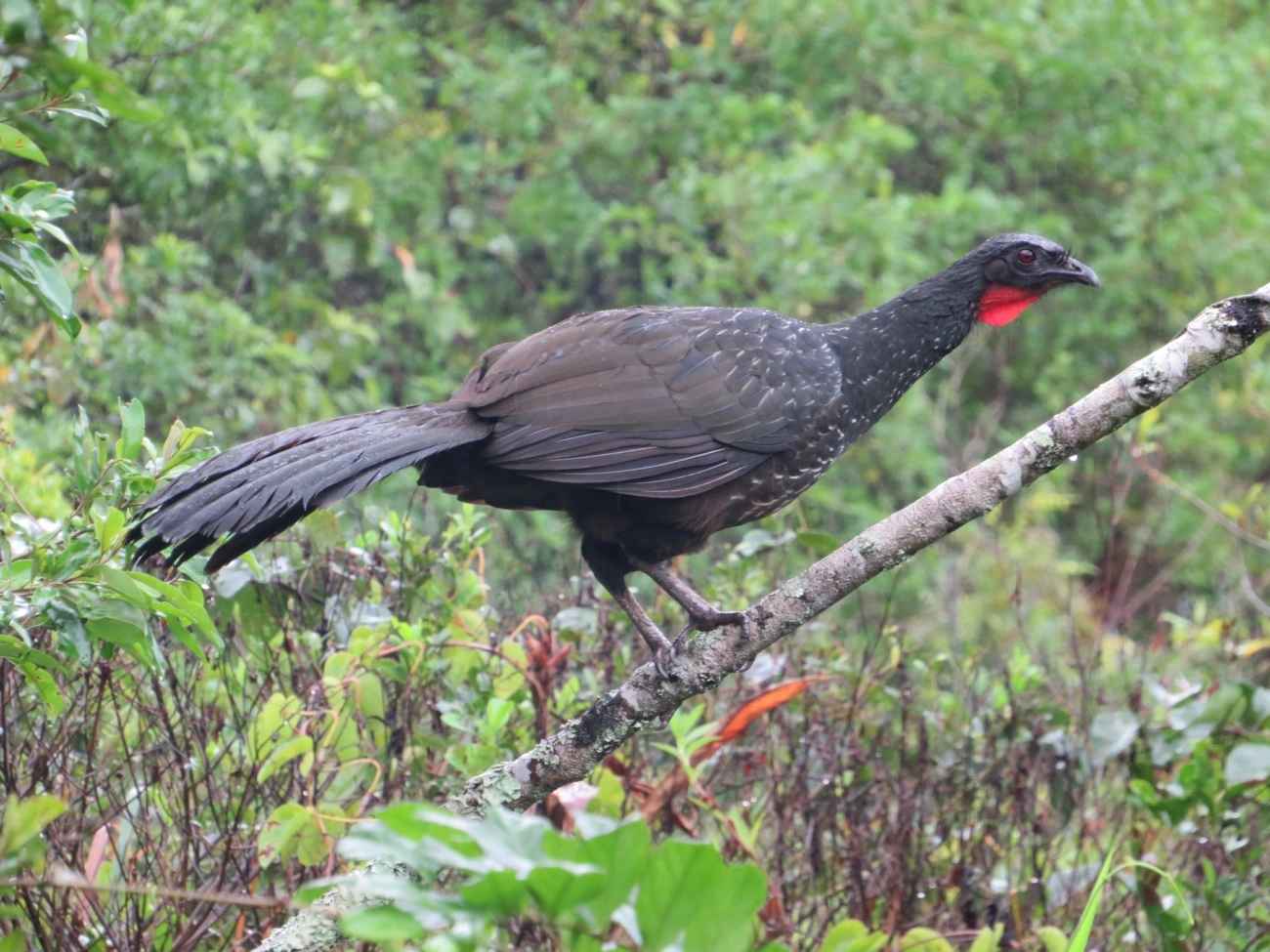 Jacuaçu (Penelope obscura), aves, fotografado em Maresias, São Sebastião