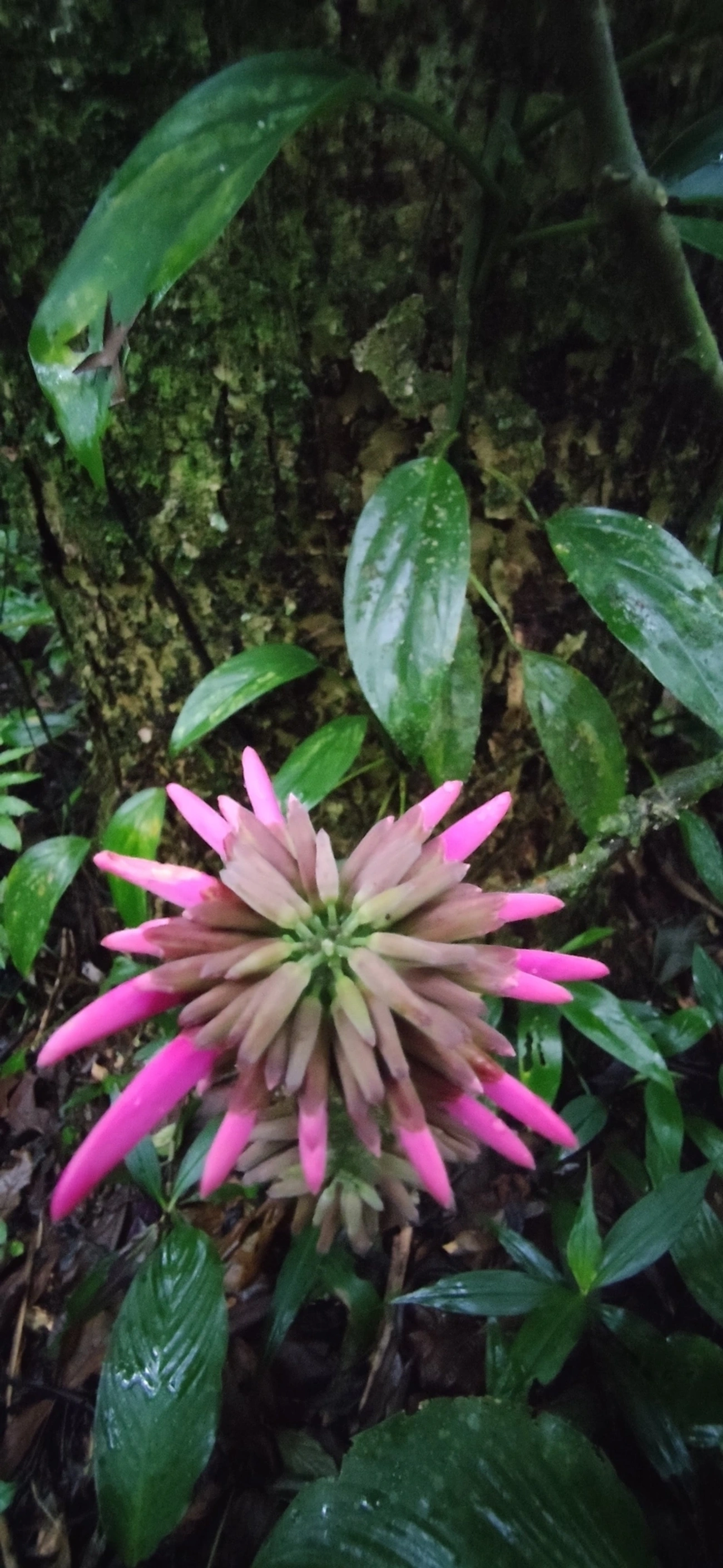 Dahlstedtia pinnata, plantas, fotografado em Maresias, São Sebastião