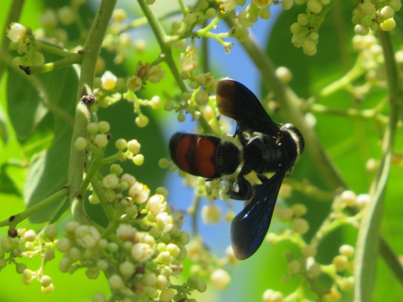 Vespa-escólida caribenha (Dielis dorsata), insetos, fotografado em Maresias, São Sebastião