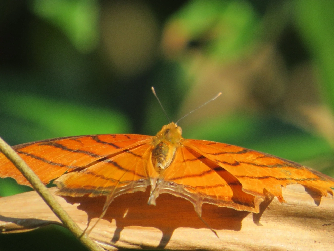 Borboleta-Asas-de-Punhal (Marpesia petreus), insetos, fotografado em Maresias, São Sebastião