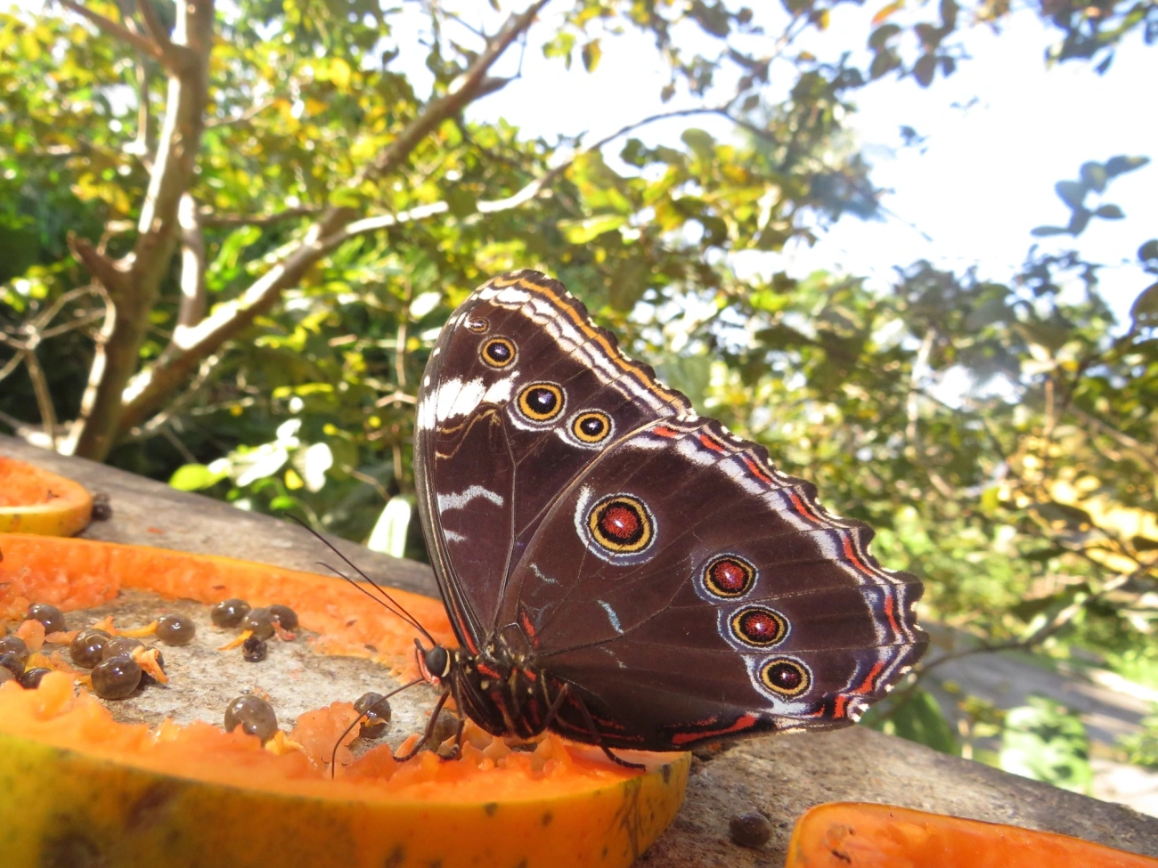 Capitão-do-mato (Morpho helenor), insetos, fotografado em Maresias, São Sebastião