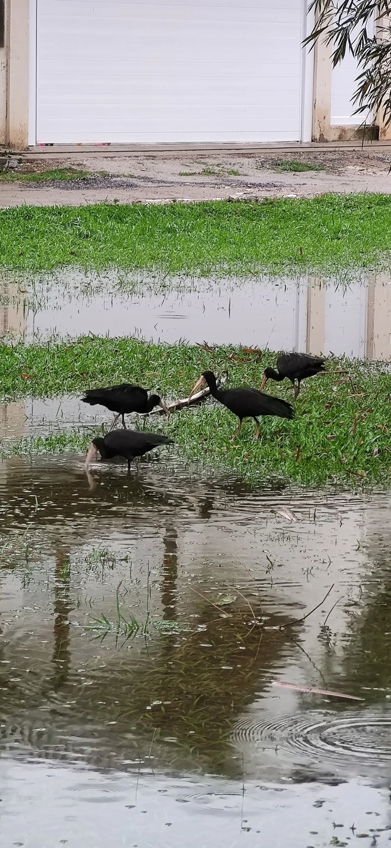 Tapicuru (Phimosus infuscatus), aves, fotografado em Maresias, São Sebastião