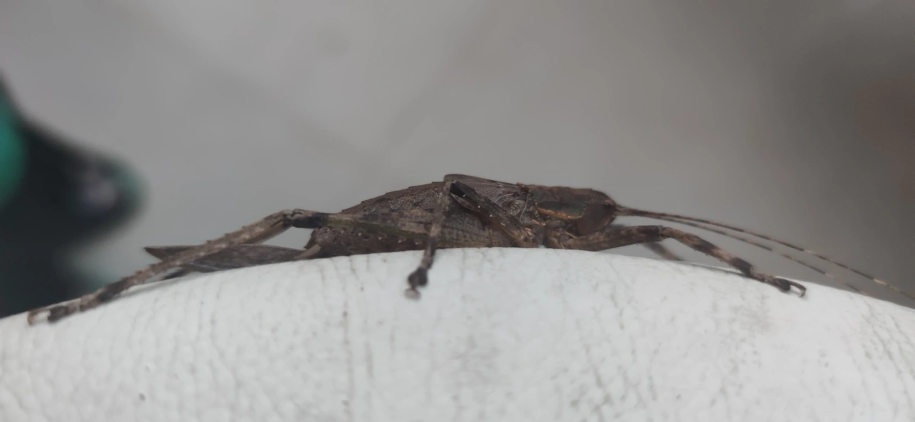 Meroncidius, insetos, fotografado em Maresias, São Sebastião