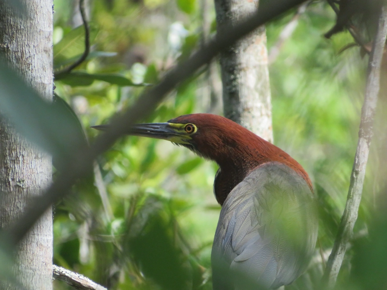 Socó-boi (Tigrisoma lineatum), aves, fotografado em Maresias, São Sebastião
