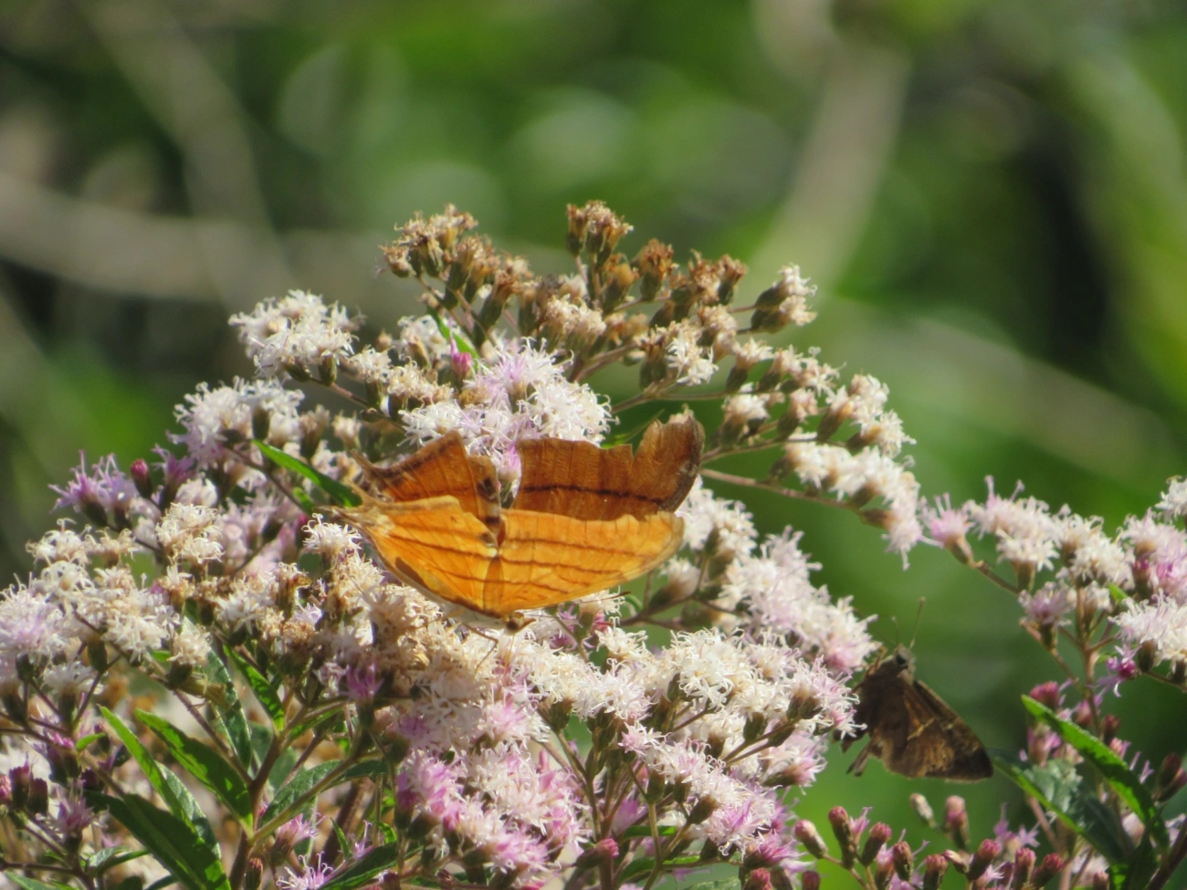 Borboleta-Asas-de-Punhal (Marpesia petreus), insetos, fotografado em Maresias, São Sebastião