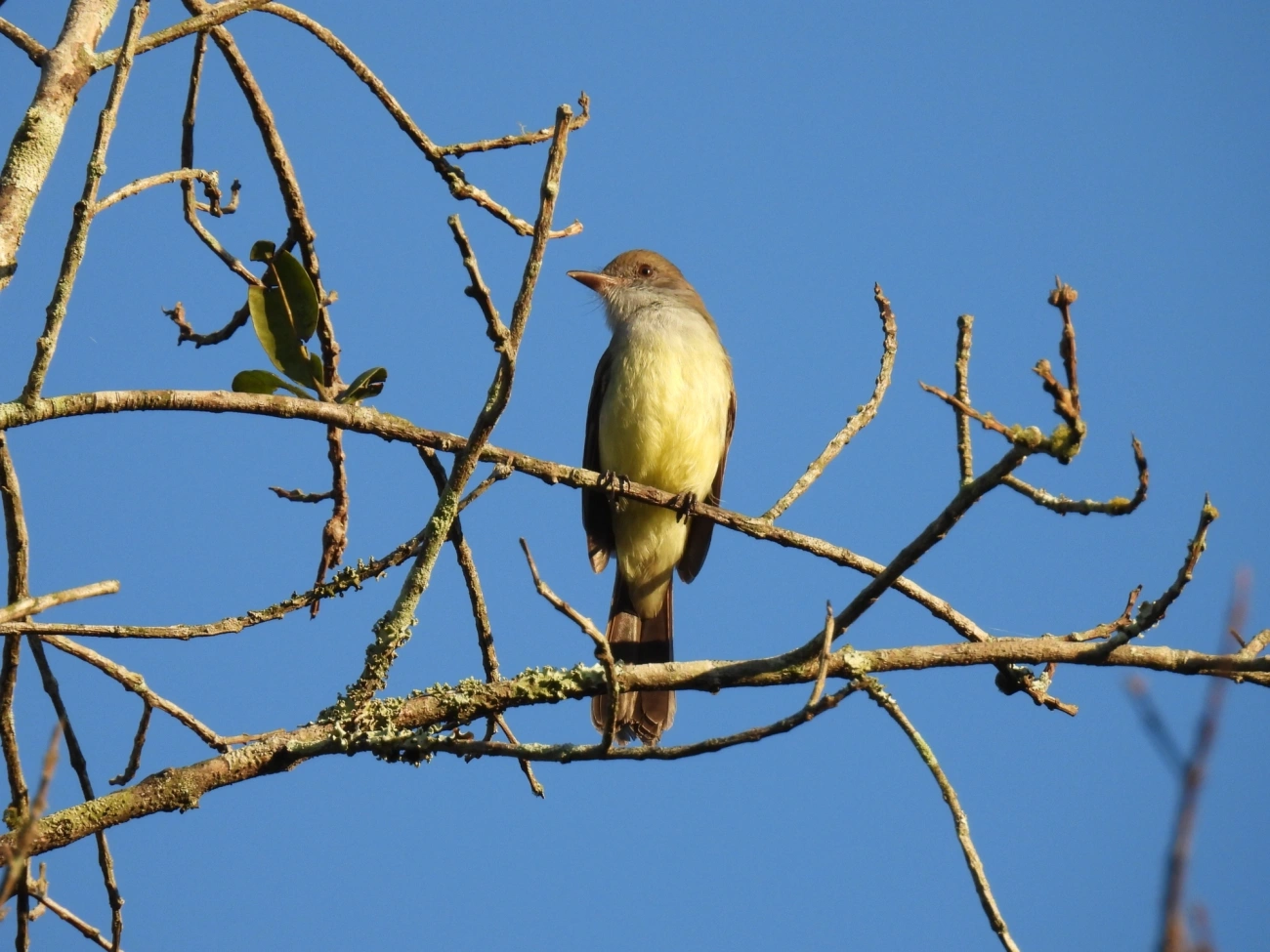 Marias-Cavaleiras e Afins (Myiarchus), aves, fotografado em Maresias, São Sebastião