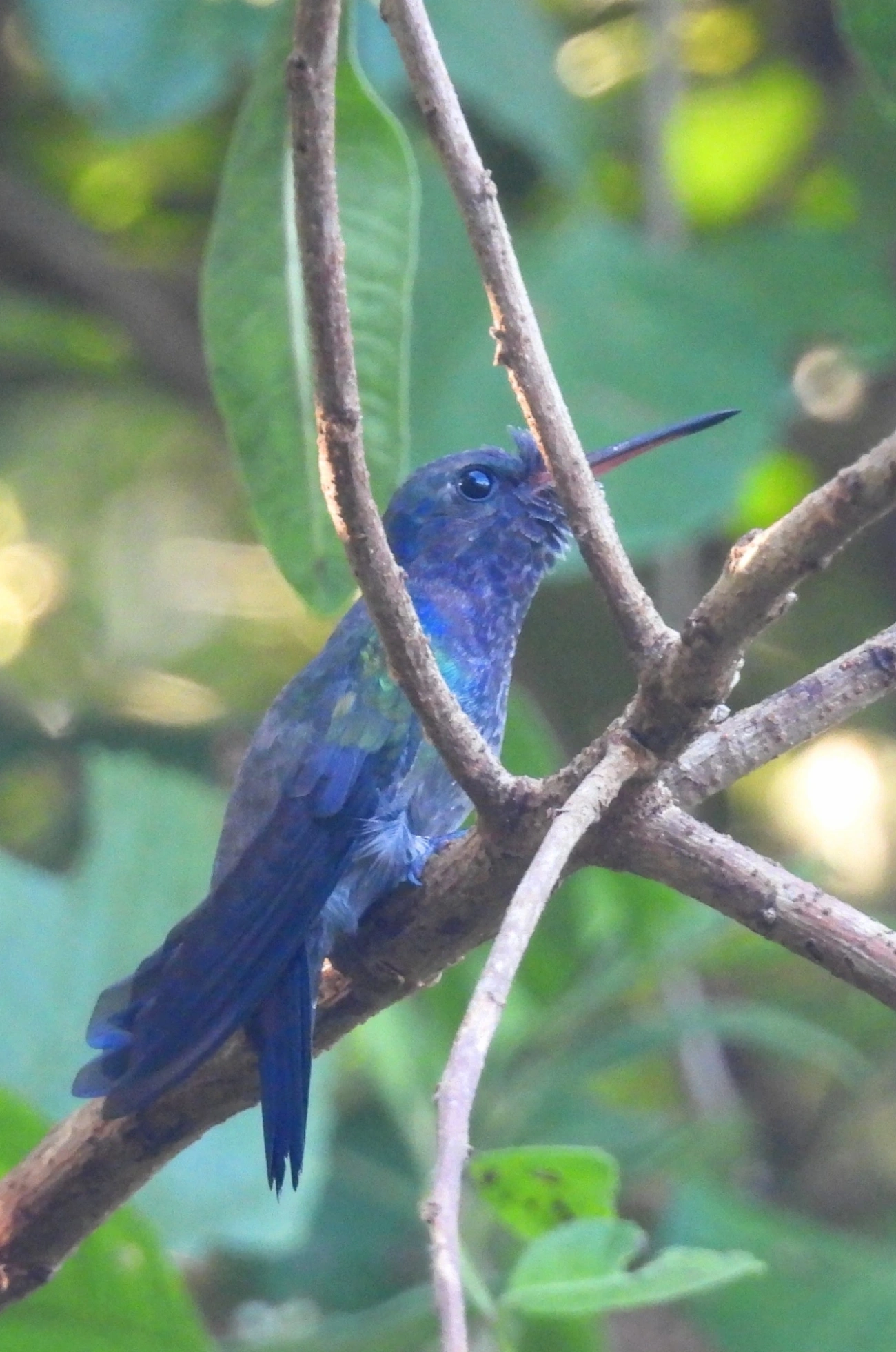 Beija-flor-roxo (Chlorestes cyanus), aves, fotografado em Maresias, São Sebastião