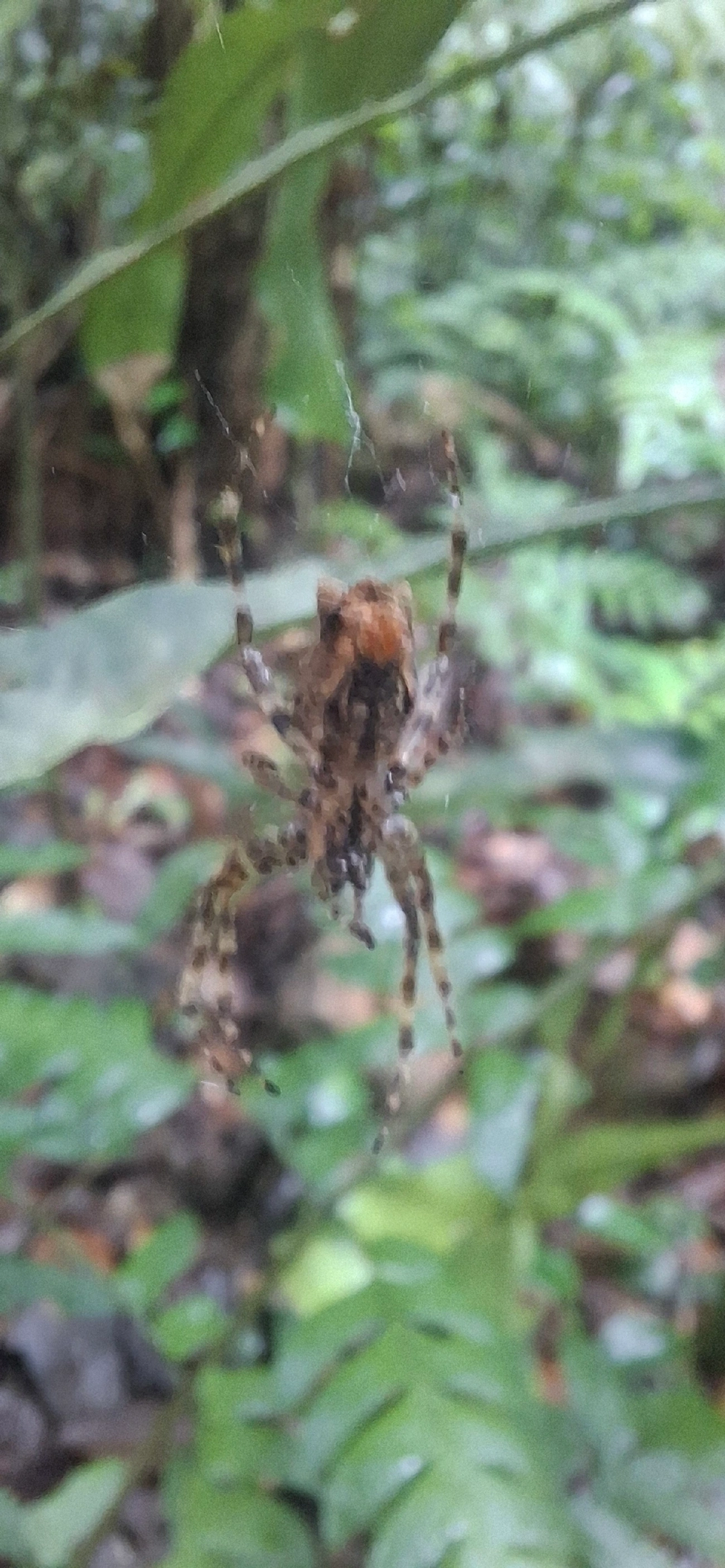 Parawixia, aracnídeos, fotografado em Boiçucanga, São Sebastião
