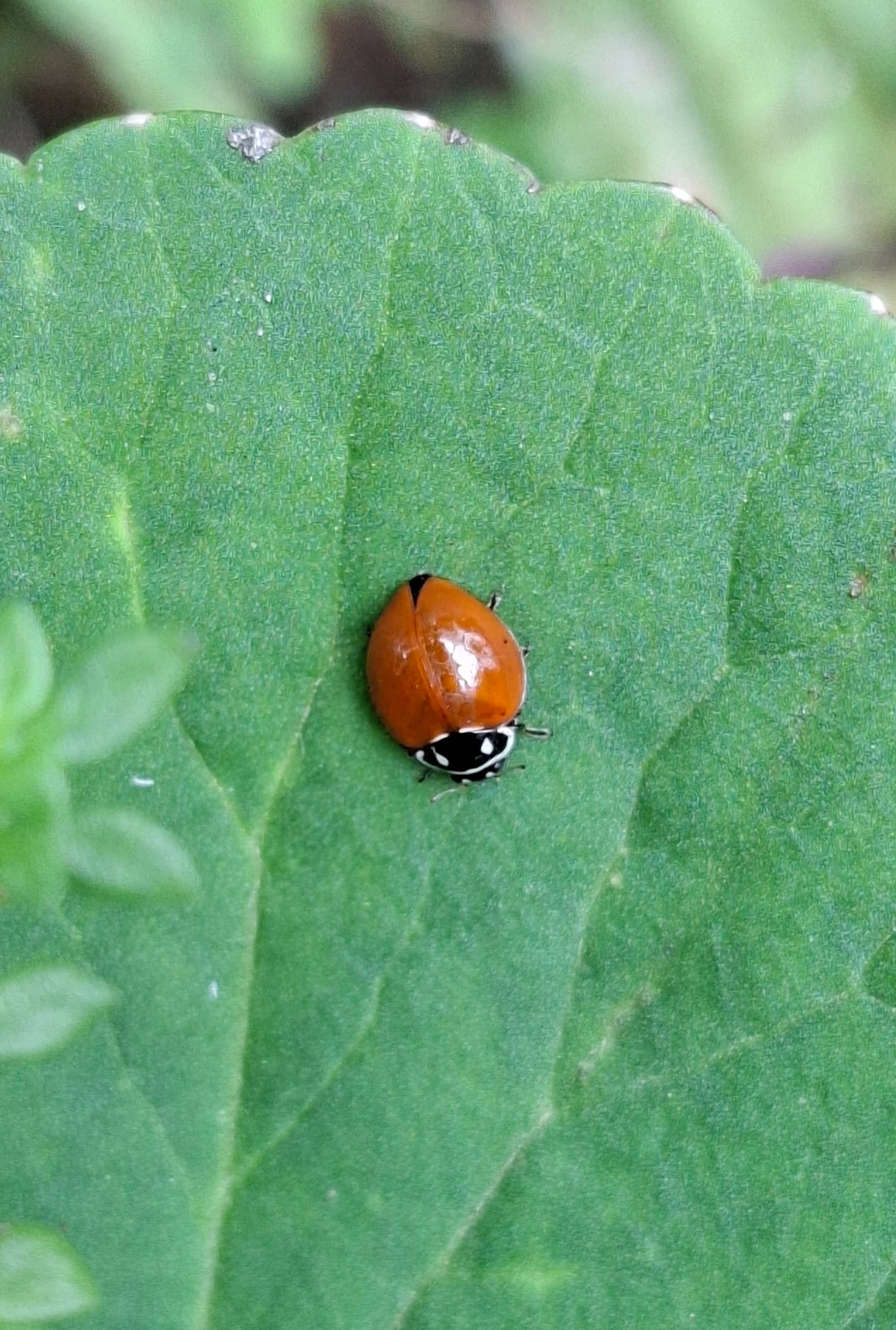 Joaninha (Cycloneda emarginata), insetos, fotografado em Maresias, São Sebastião
