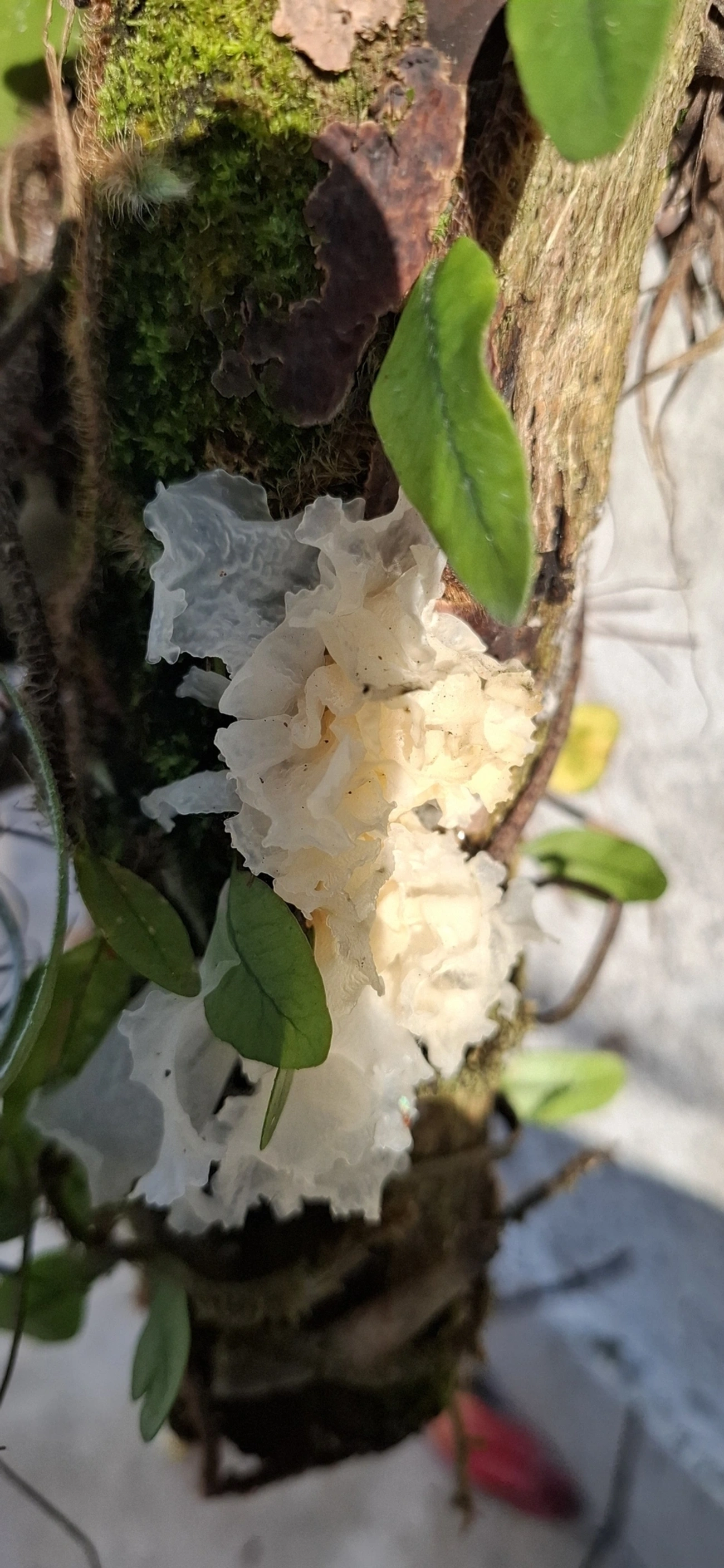 Tremella, fungos, fotografado em Maresias, São Sebastião