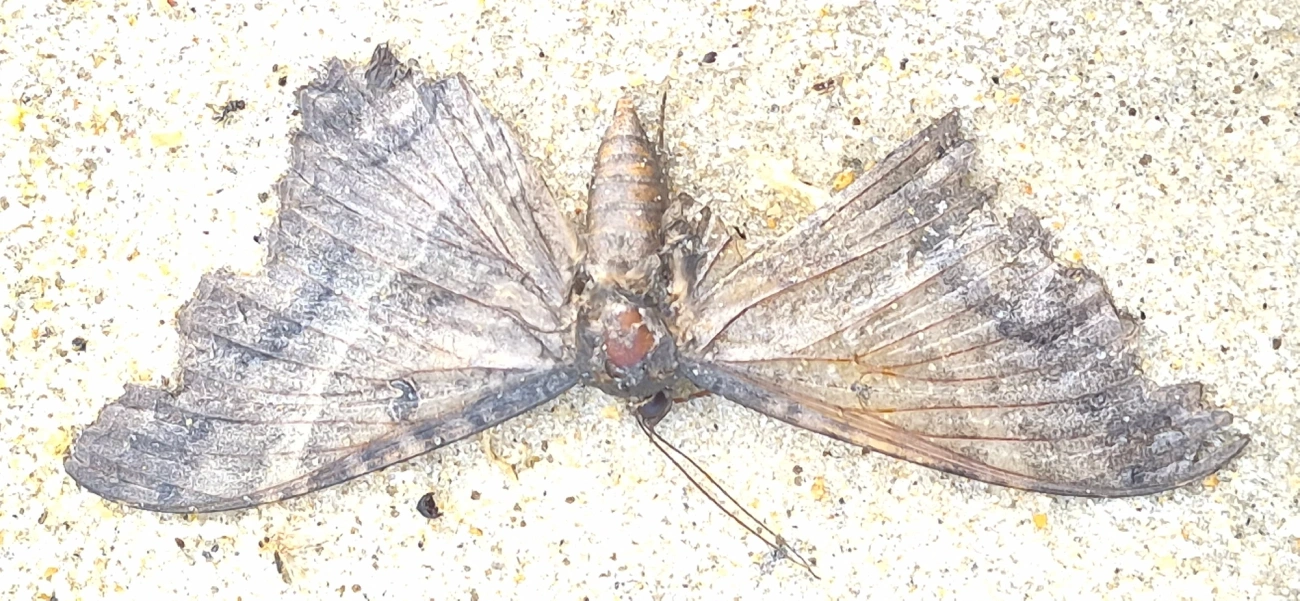 Bruxa-negra (Ascalapha odorata), insetos, fotografado em Maresias, São Sebastião