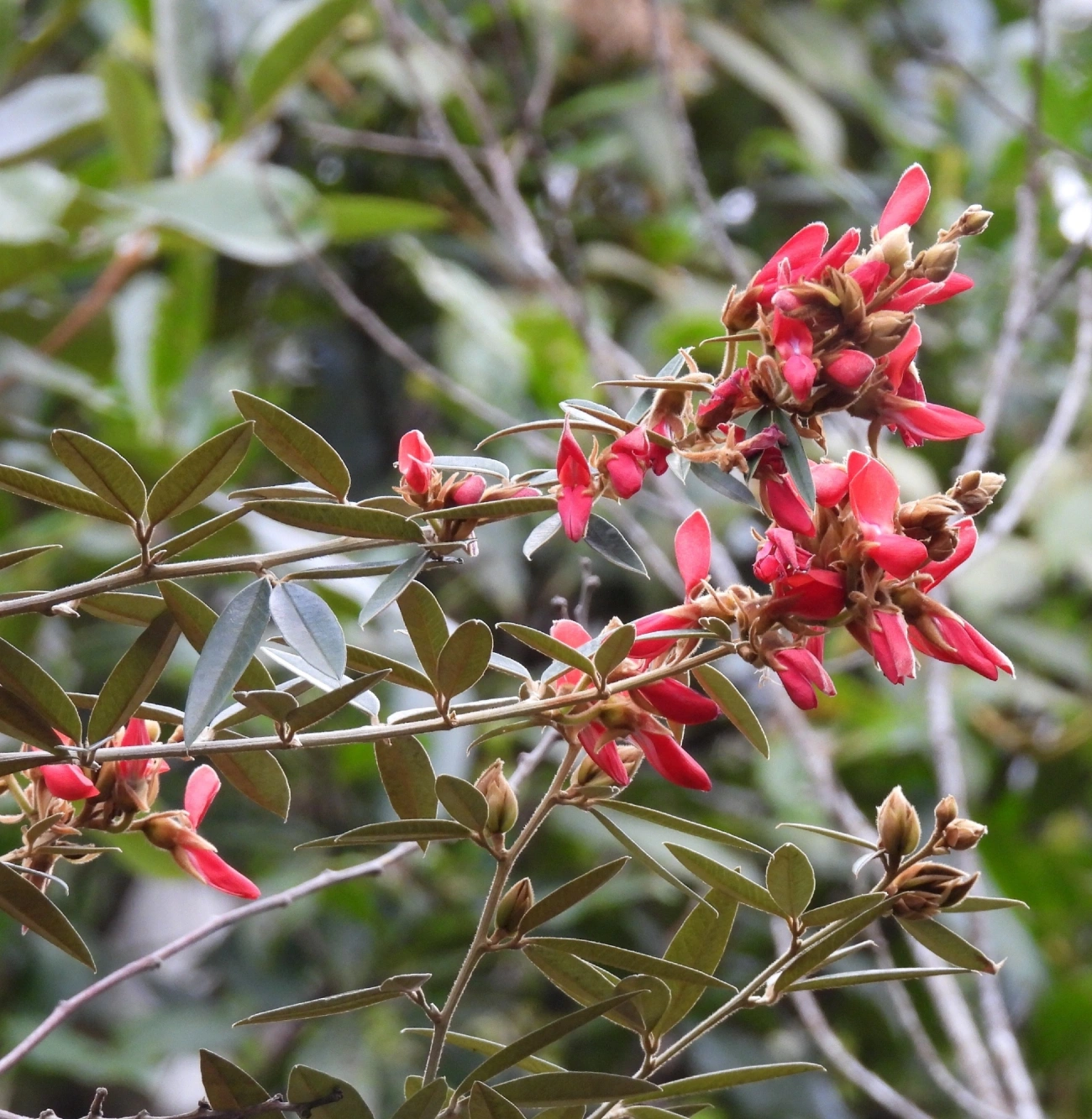 Collaea speciosa, plantas, fotografado em Itamonte
