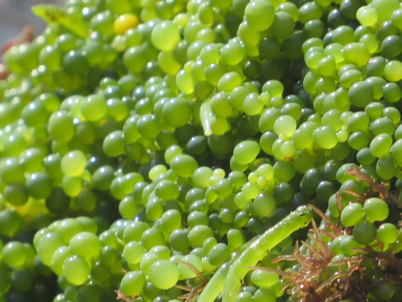 Caulerpa, plantas, fotografado em Maresias, São Sebastião