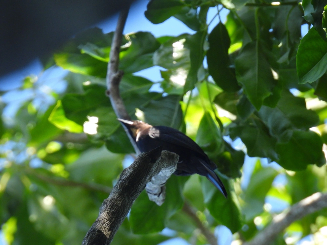 Tiê-galo (Loriotus cristatus), aves, fotografado em Maresias, São Sebastião