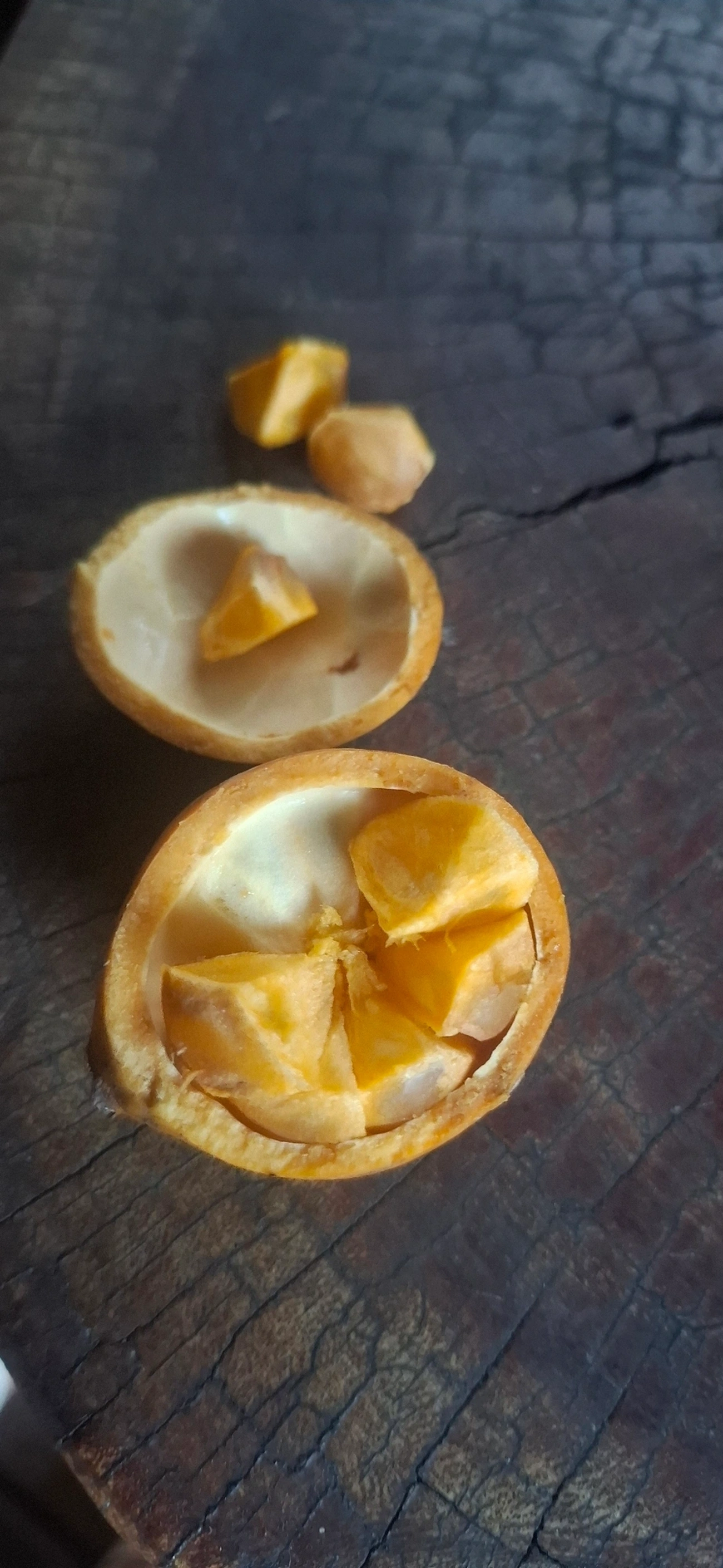 Baga-de-macaco (Posoqueria acutifolia), plantas, fotografado em Queluz