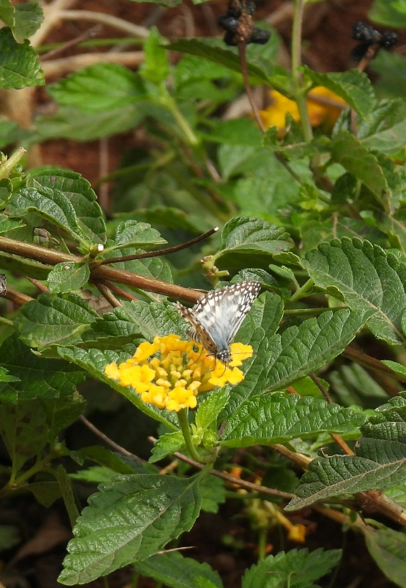 Xadrezinho-de-orcus (Burnsius orcus), insetos, fotografado em Bragança Paulista