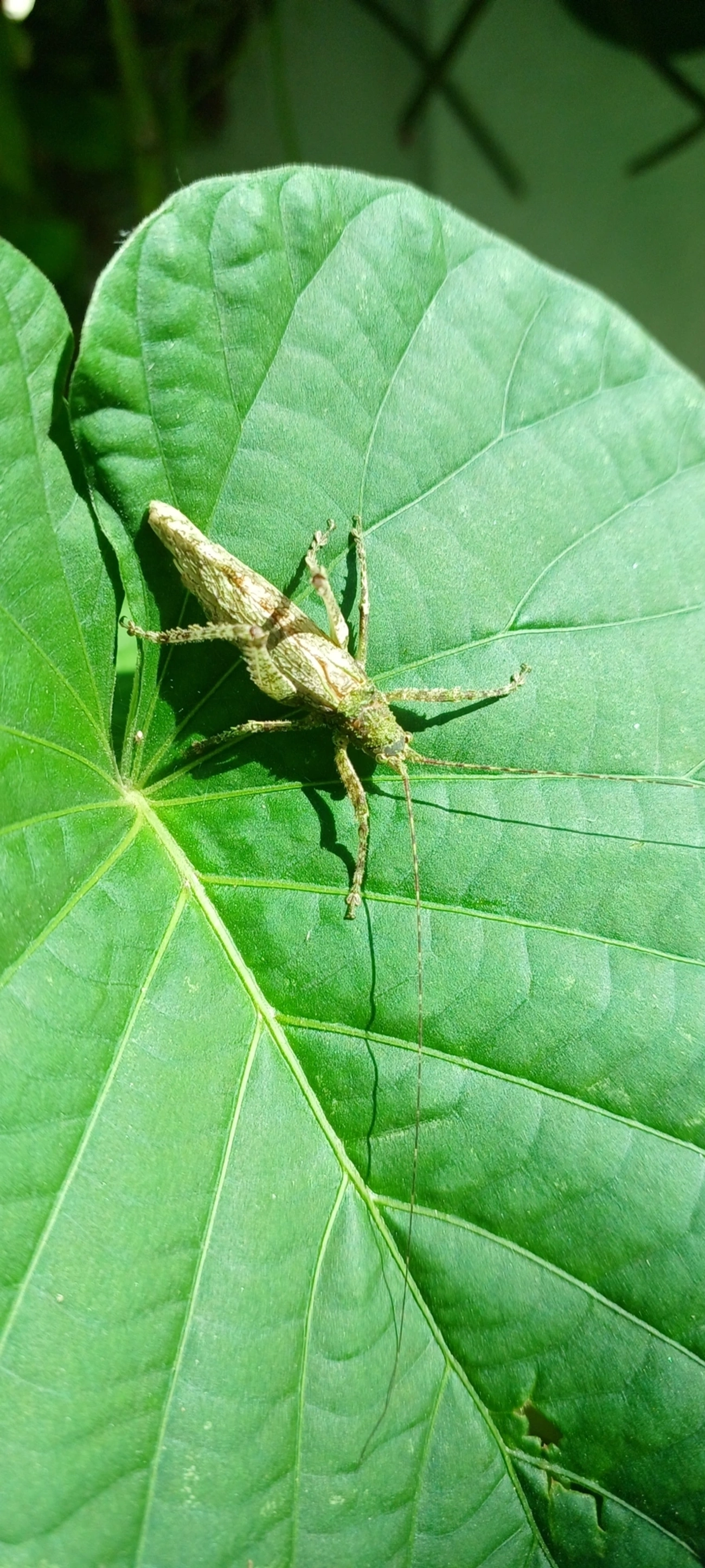 Anonistus, insetos, fotografado em Maresias, São Sebastião