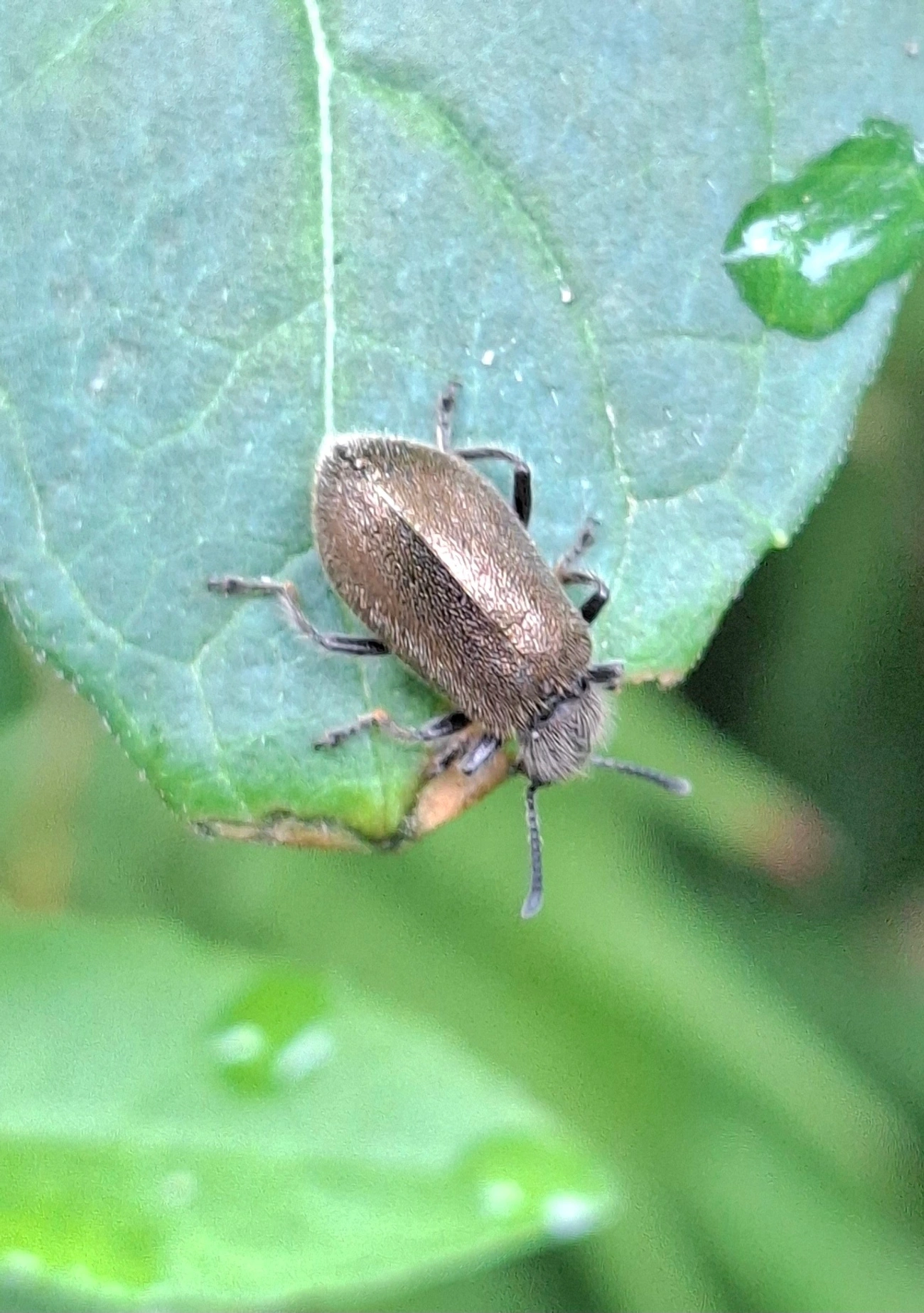 Bicho-capixaba (Lagria villosa), insetos, fotografado em Maresias, São Sebastião