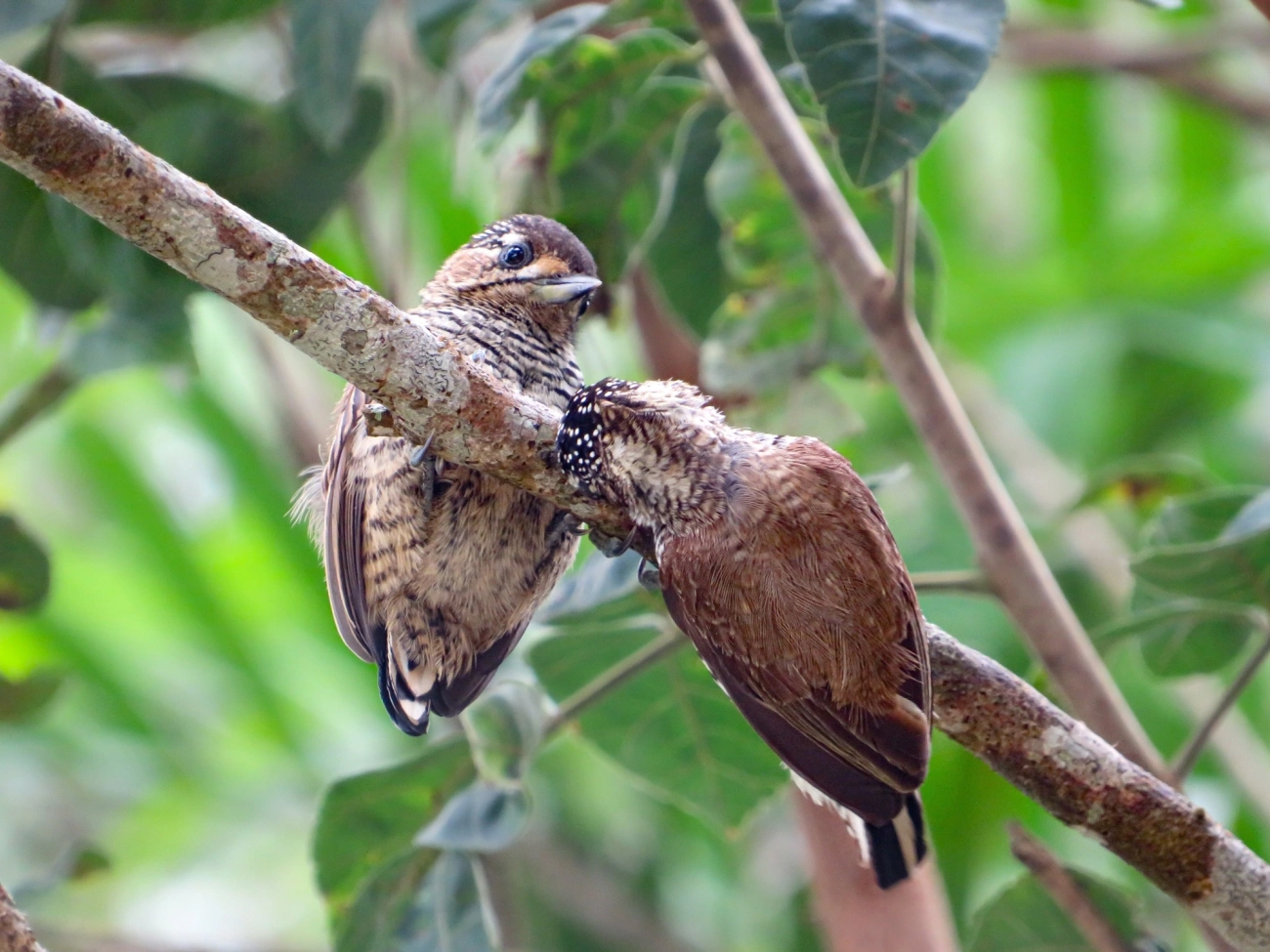 Pica-pau-anão-barrado (Picumnus cirratus), aves, fotografado em Maresias, São Sebastião