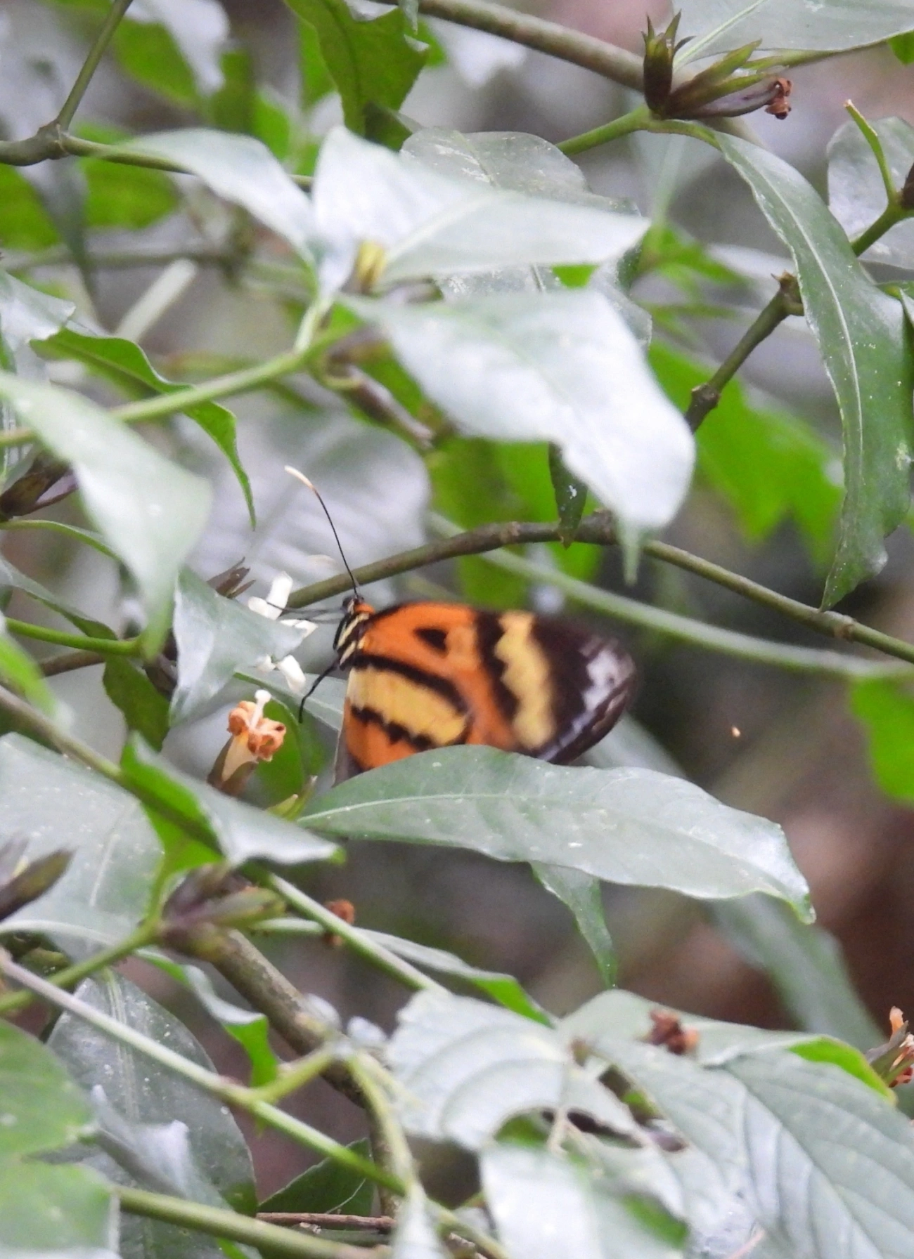 Borboleta-vidro (Pagyris euryanassa), insetos, fotografado em Cabreúva