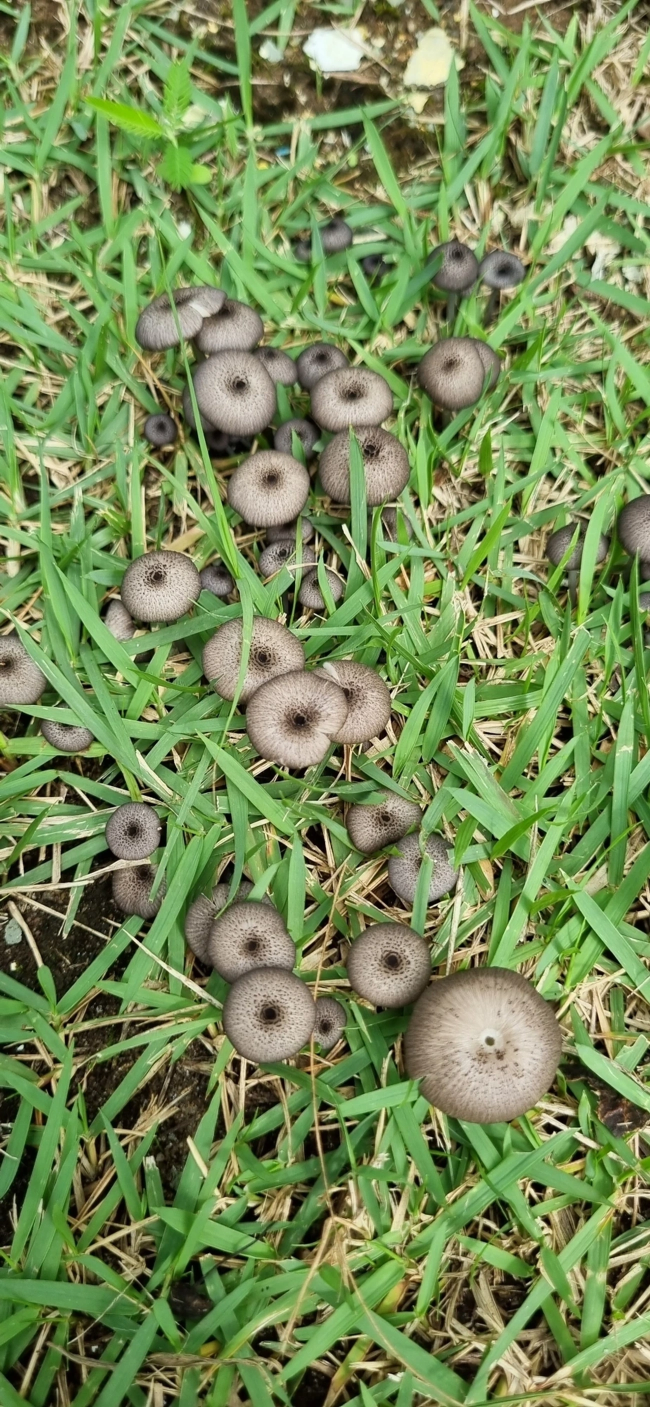 Cyanula, fungos, fotografado em Maresias, São Sebastião
