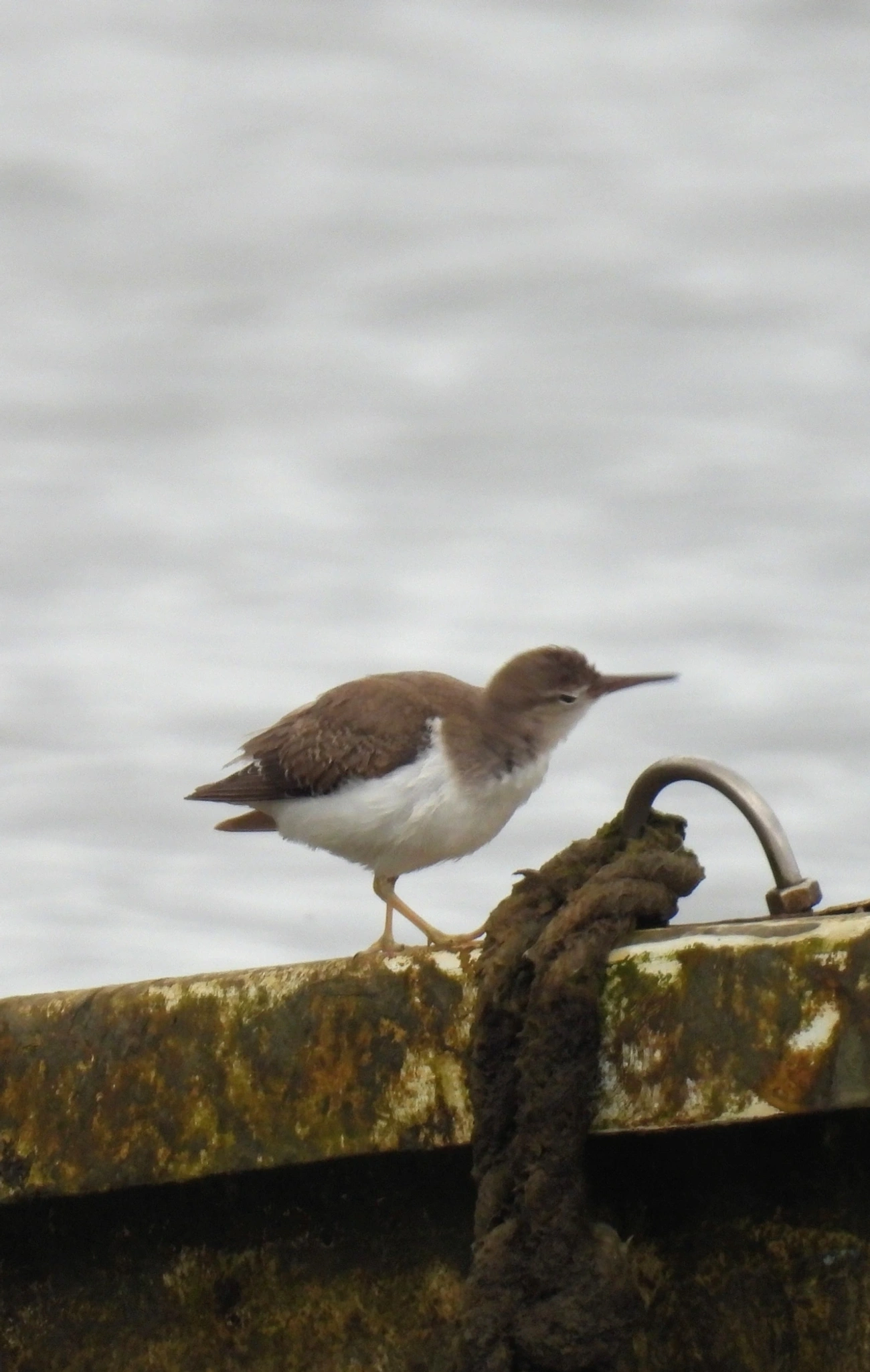 Maçarico-pintado (Actitis macularius), aves, fotografado em Perequê, Ilhabela