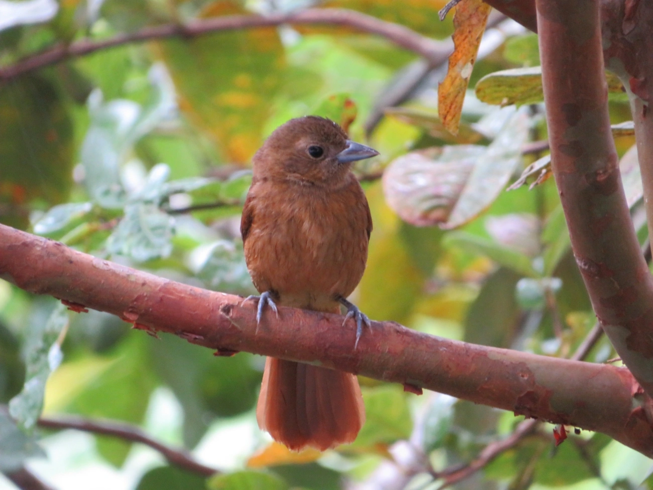 Tiê-preto (Tachyphonus coronatus), aves, fotografado em Maresias, São Sebastião