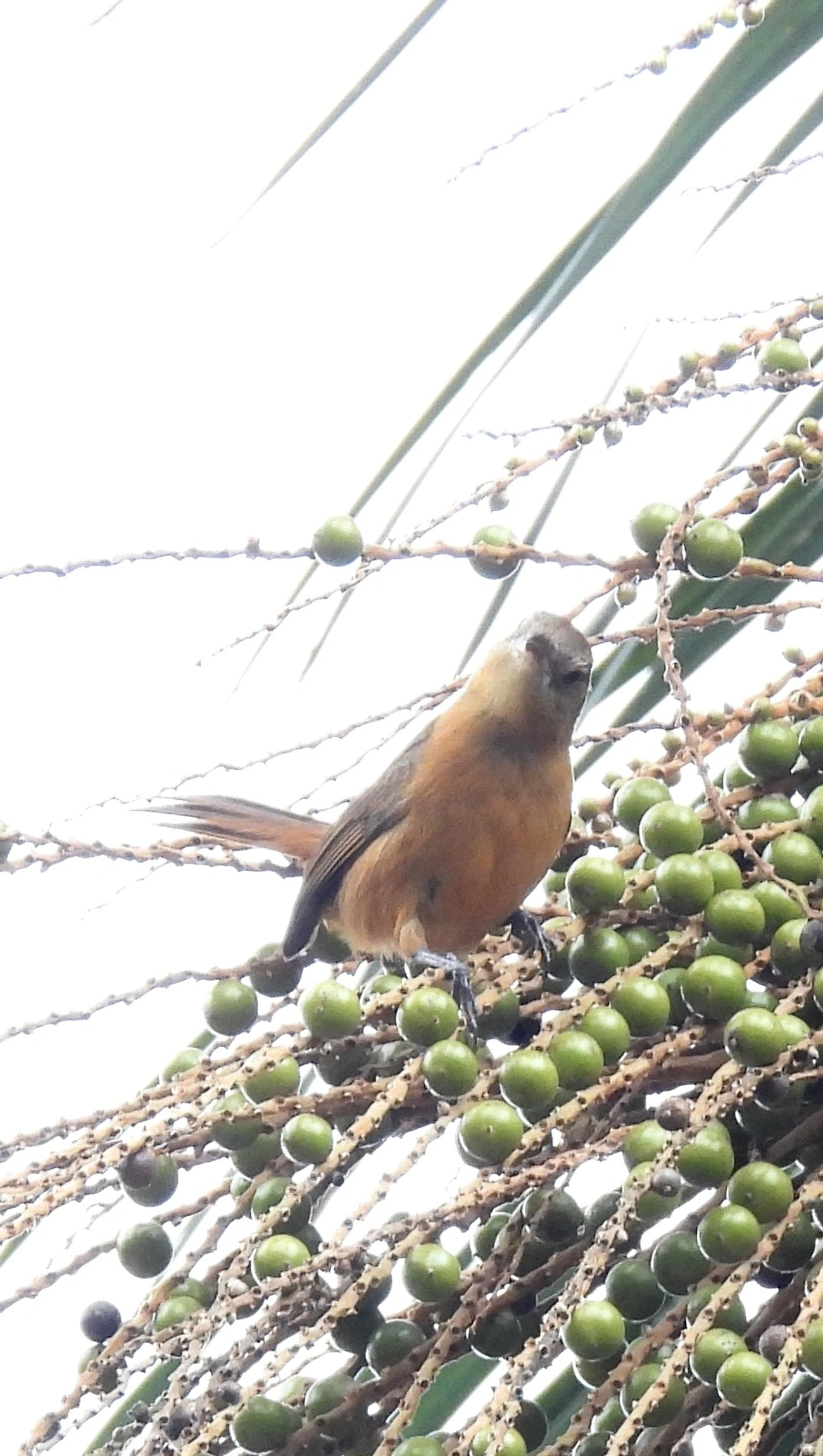 Caneleiro (Pachyramphus castaneus), aves, fotografado em Barra do Una, São Sebastião