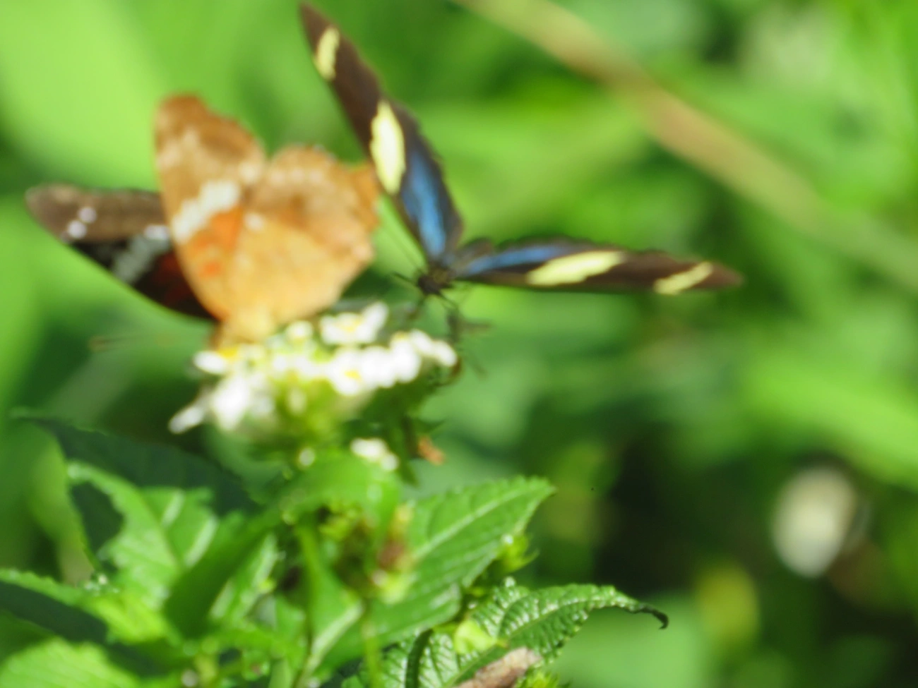 Borboleta-sara (Heliconius sara), insetos, fotografado em Maresias, São Sebastião