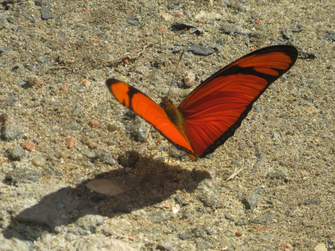 Borboleta-flambeau (Dryas iulia), insetos, fotografado em Maresias, São Sebastião