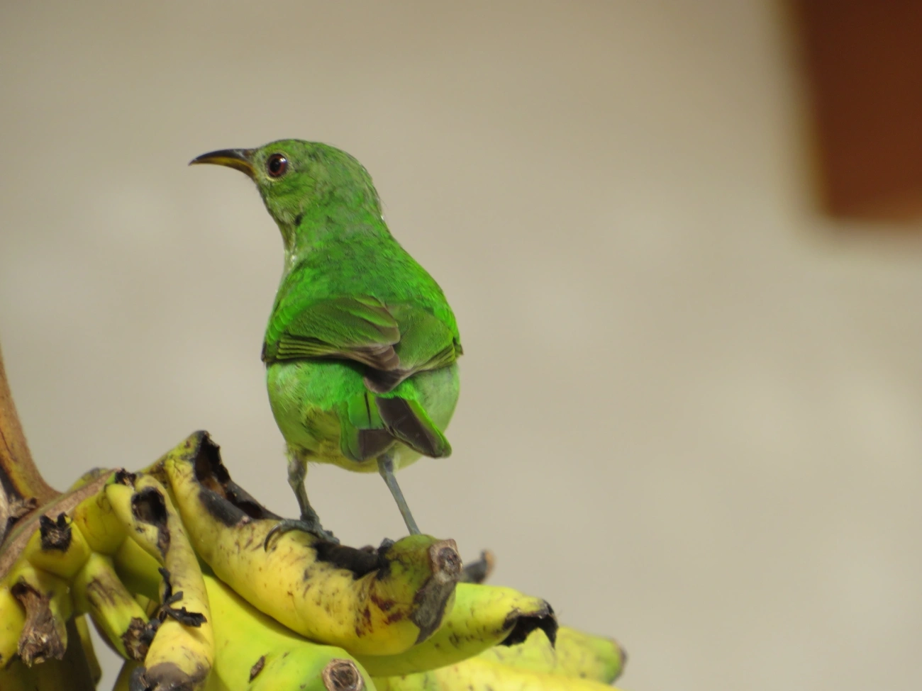 Saí-verde (Chlorophanes spiza), aves, fotografado em Maresias, São Sebastião