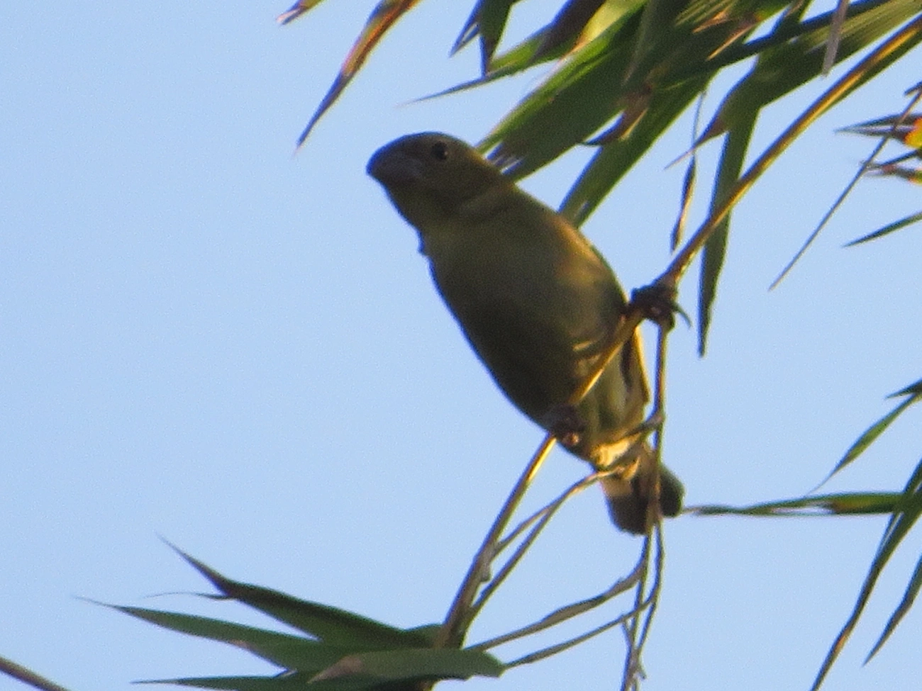 Baiano (Sporophila nigricollis), aves, fotografado em Maresias, São Sebastião