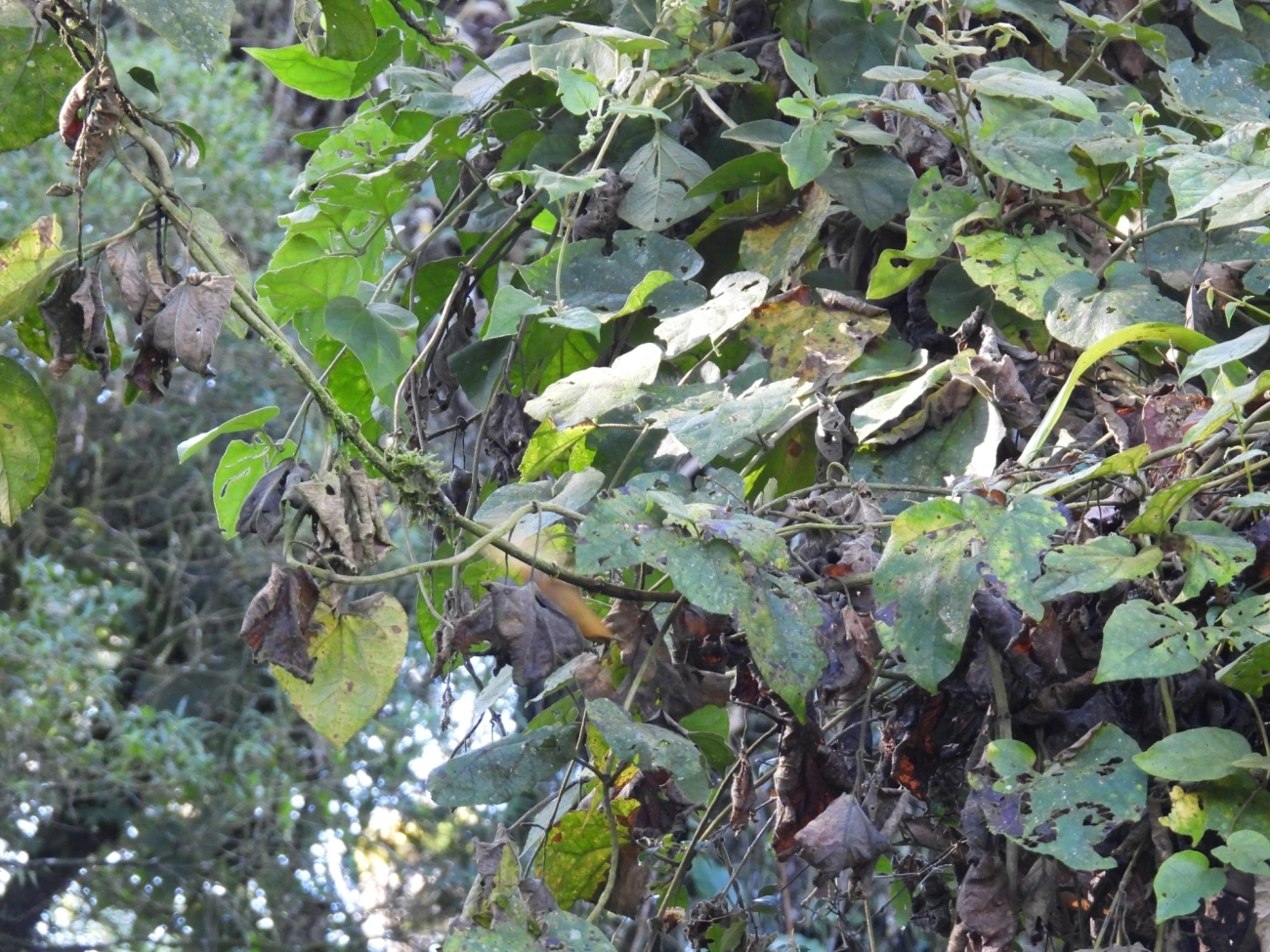 Limpa-folha-de-coroa-preta (Philydor atricapillus), aves, fotografado em Paranapiacaba