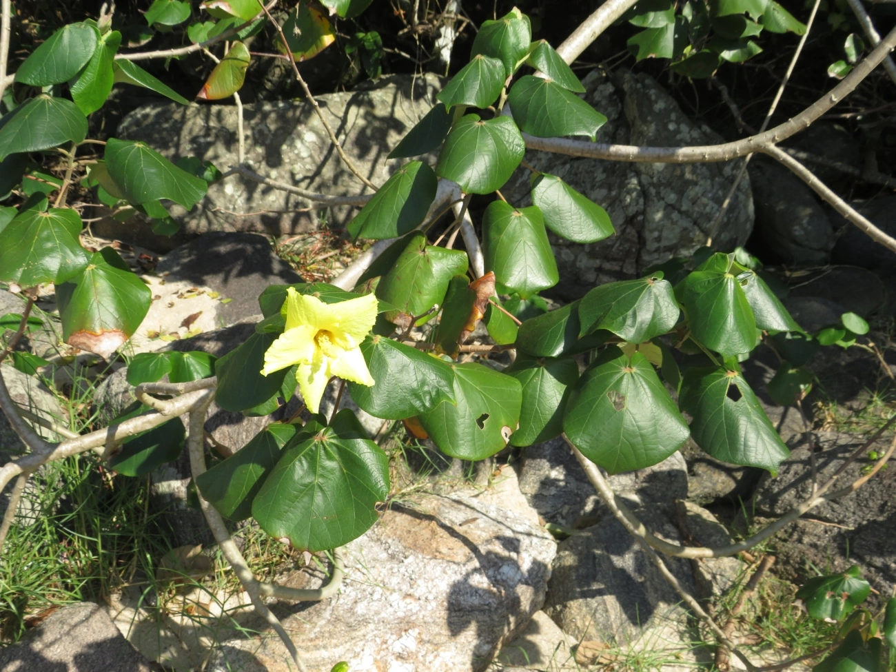 Algodoeiro-da-praia (Hibiscus tiliaceus), plantas, fotografado em Maresias, São Sebastião
