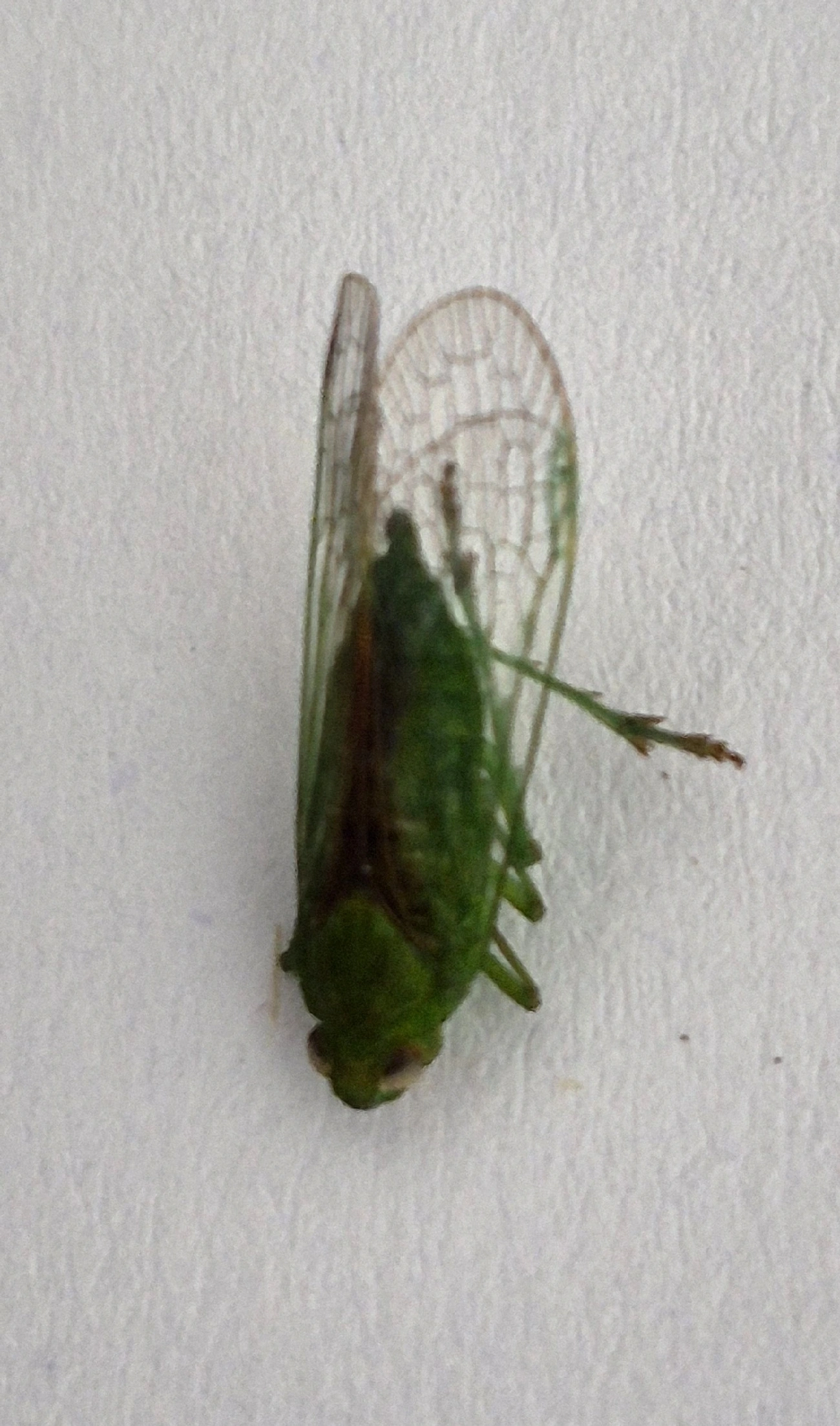 Cuernavaca, insetos, fotografado em Maresias, São Sebastião