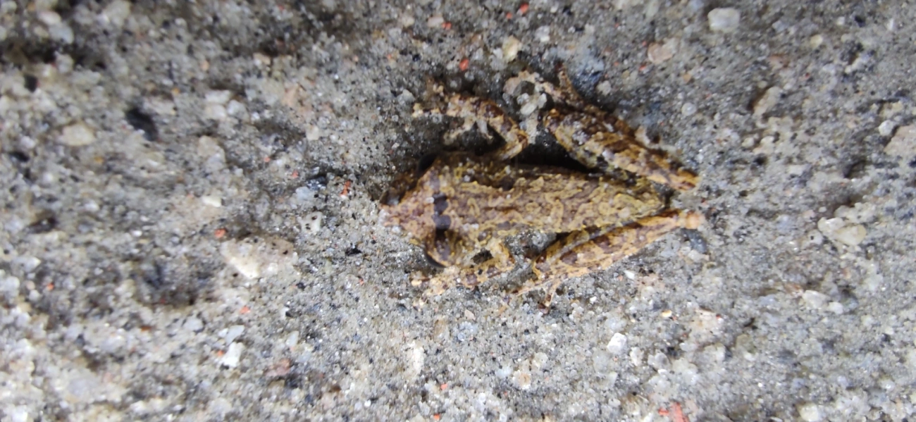 Perereca-do-litoral (Ololygon littoralis), anfíbios, fotografado em Maresias, São Sebastião