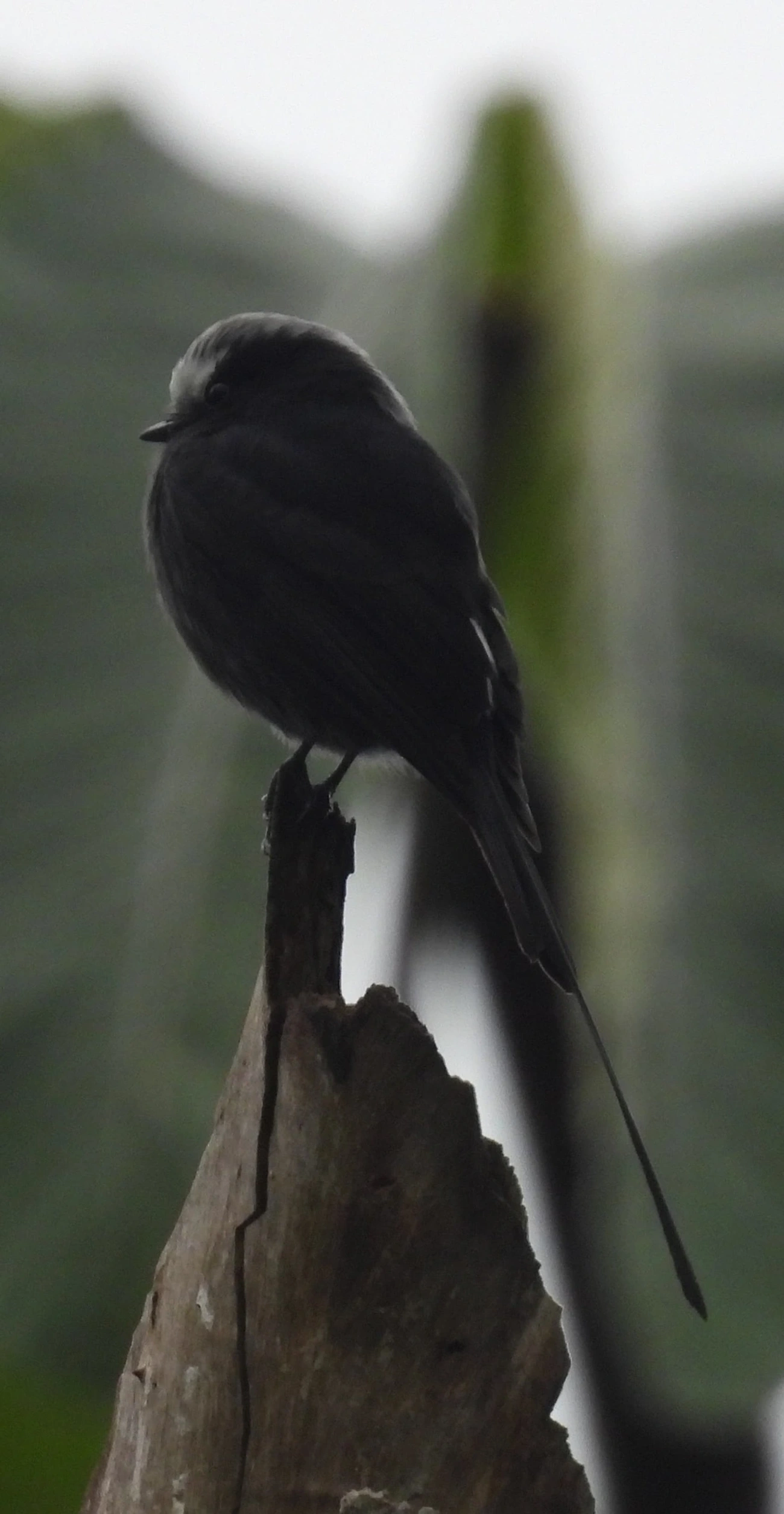 Viuvinha (Colonia colonus), aves, fotografado em Serrinha do Alambari