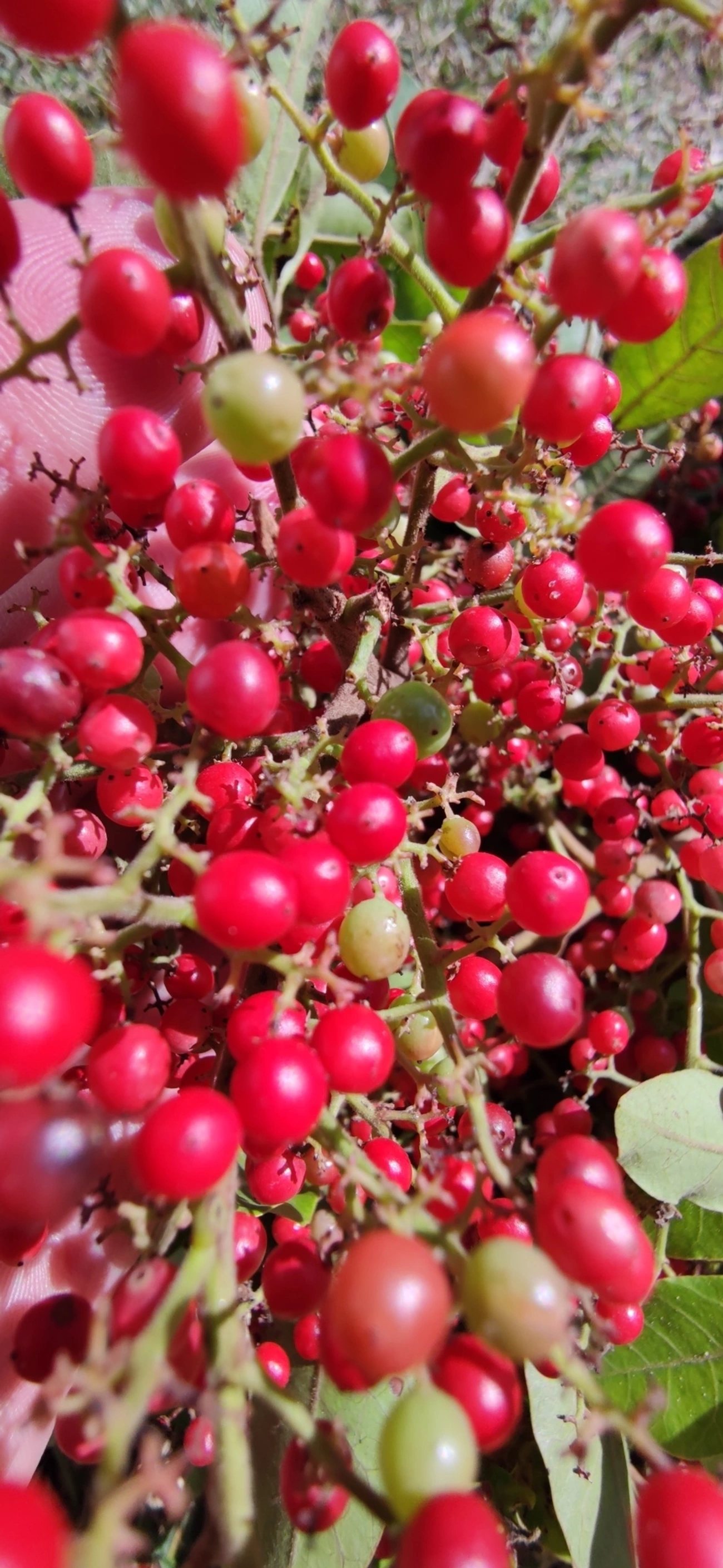 Aroeira-pimenteira (Schinus terebinthifolia), plantas, fotografado em Indaiá, Caraguatatuba