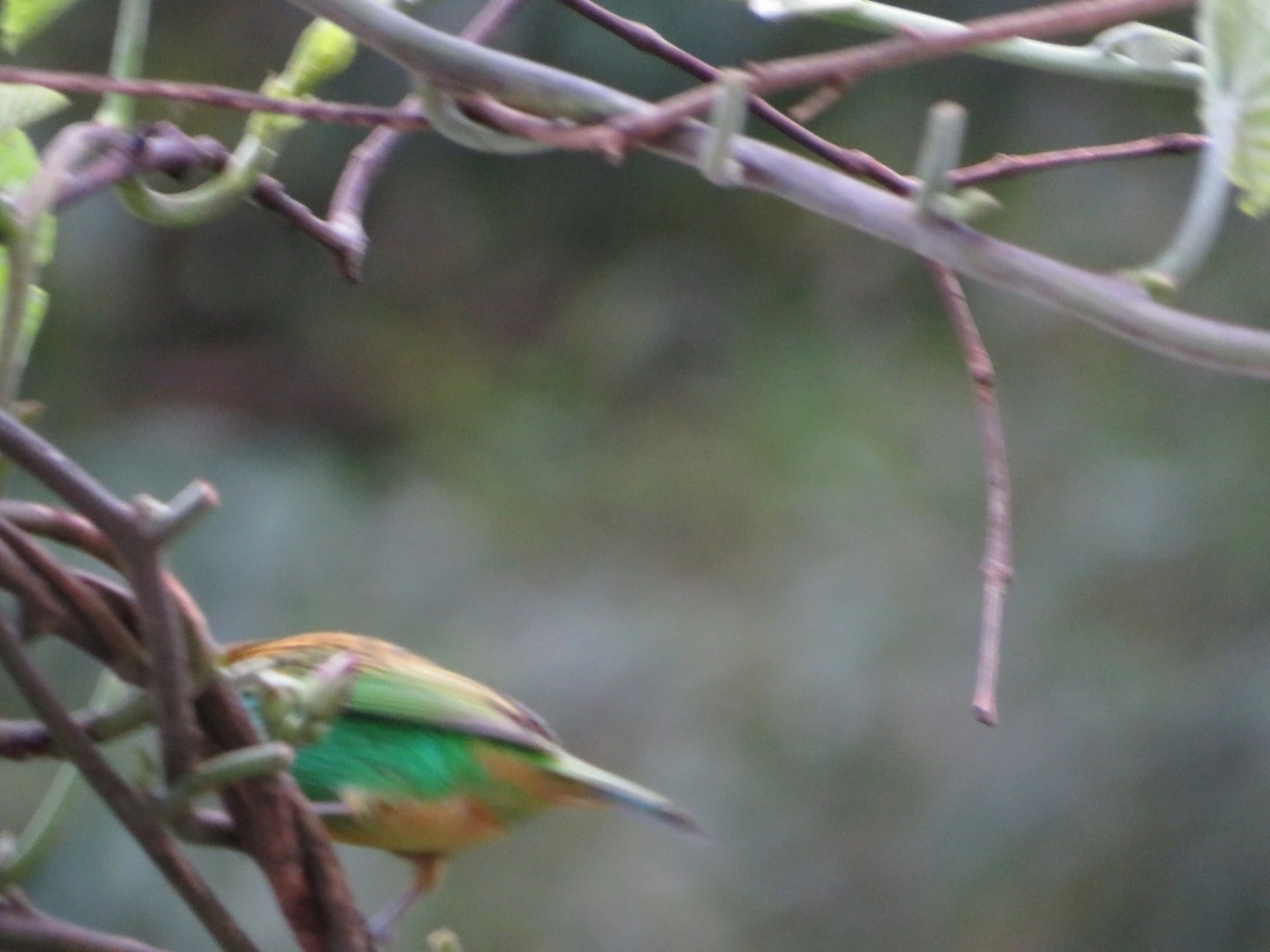 Saíra-lagarta (Tangara desmaresti), aves, fotografado em Maresias, São Sebastião
