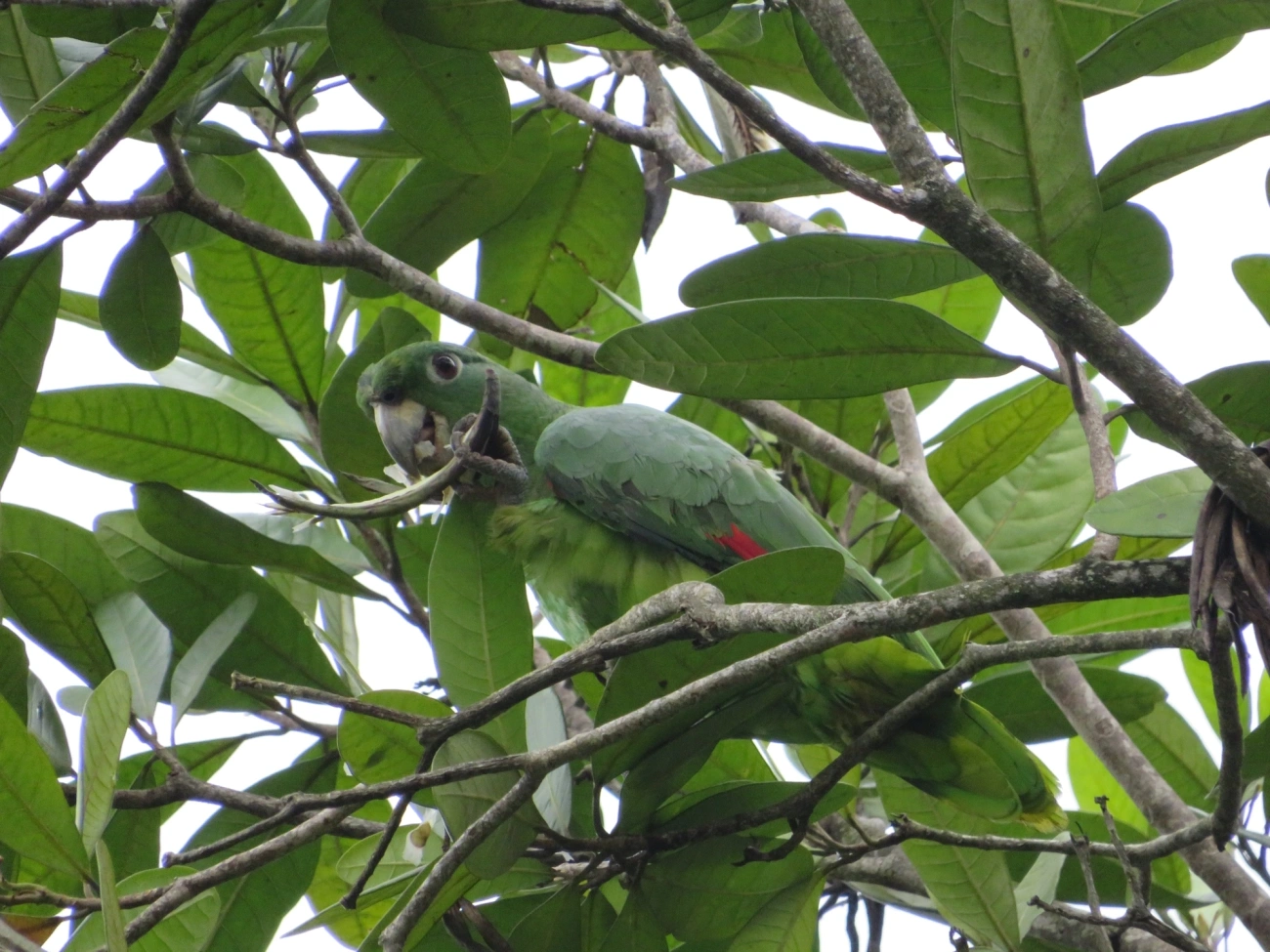 Papagaio-moleiro (Amazona farinosa), aves, fotografado em São Sebastião