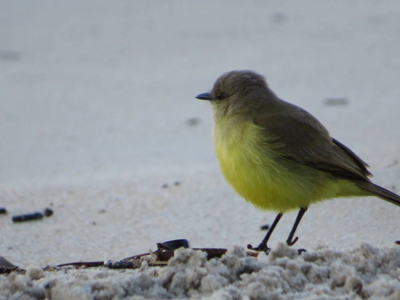 Suiriri-cavaleiro (Machetornis rixosa), aves, fotografado em Maresias, São Sebastião