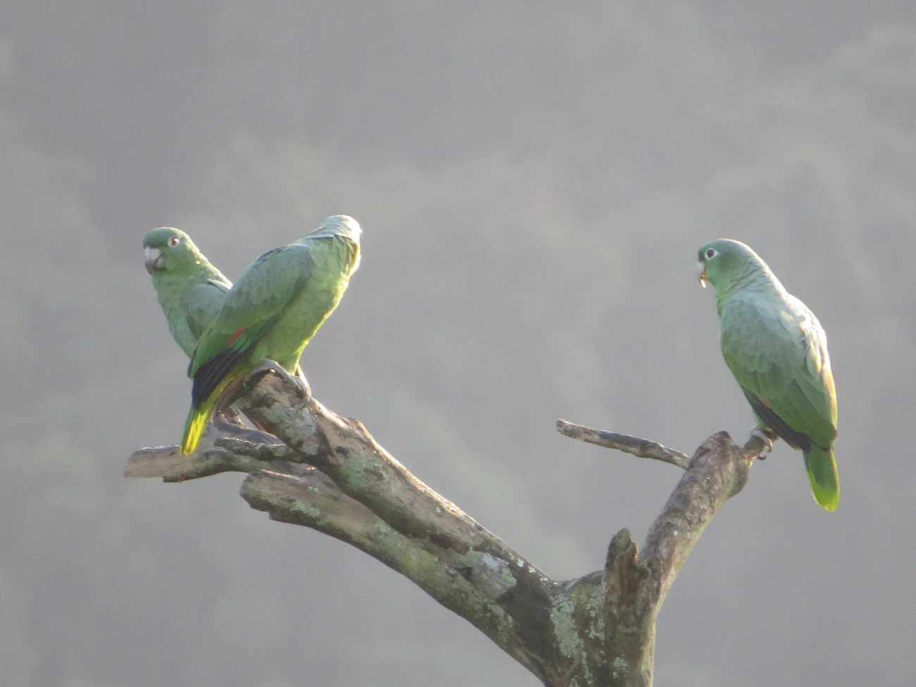 Papagaio-moleiro (Amazona farinosa), aves, fotografado em São Paulo