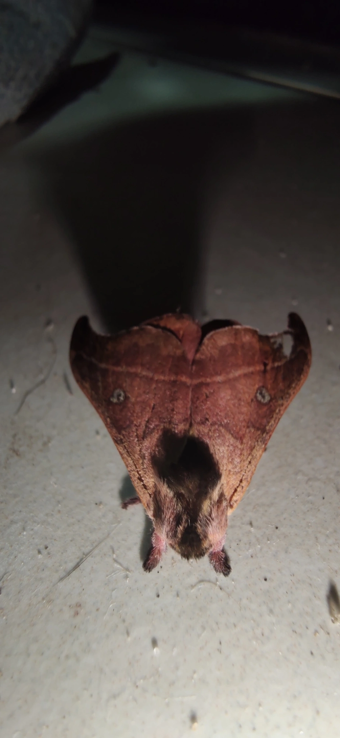 Hylesia nanus, insetos, fotografado em Maresias, São Sebastião