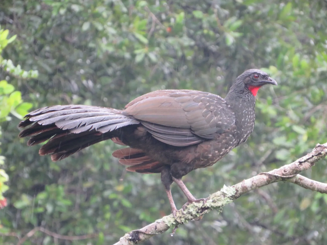 Jacuaçu (Penelope obscura), aves, fotografado em Maresias, São Sebastião