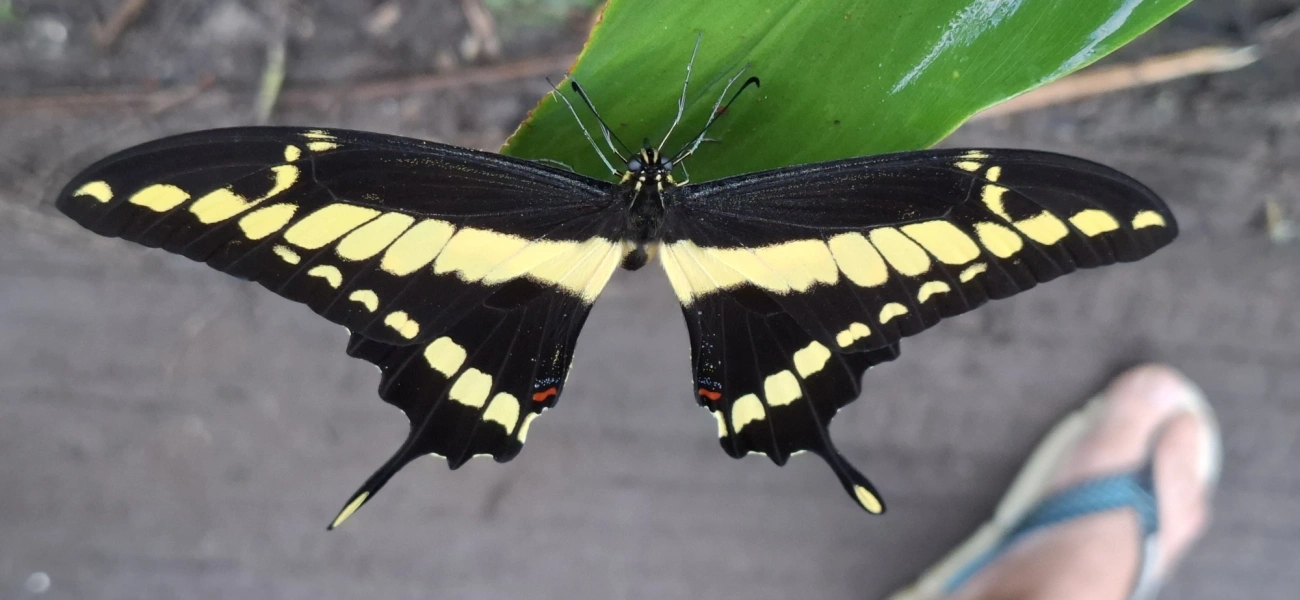 Borboleta-caixão-de-defunto (Heraclides thoas), insetos, fotografado em Maresias, São Sebastião