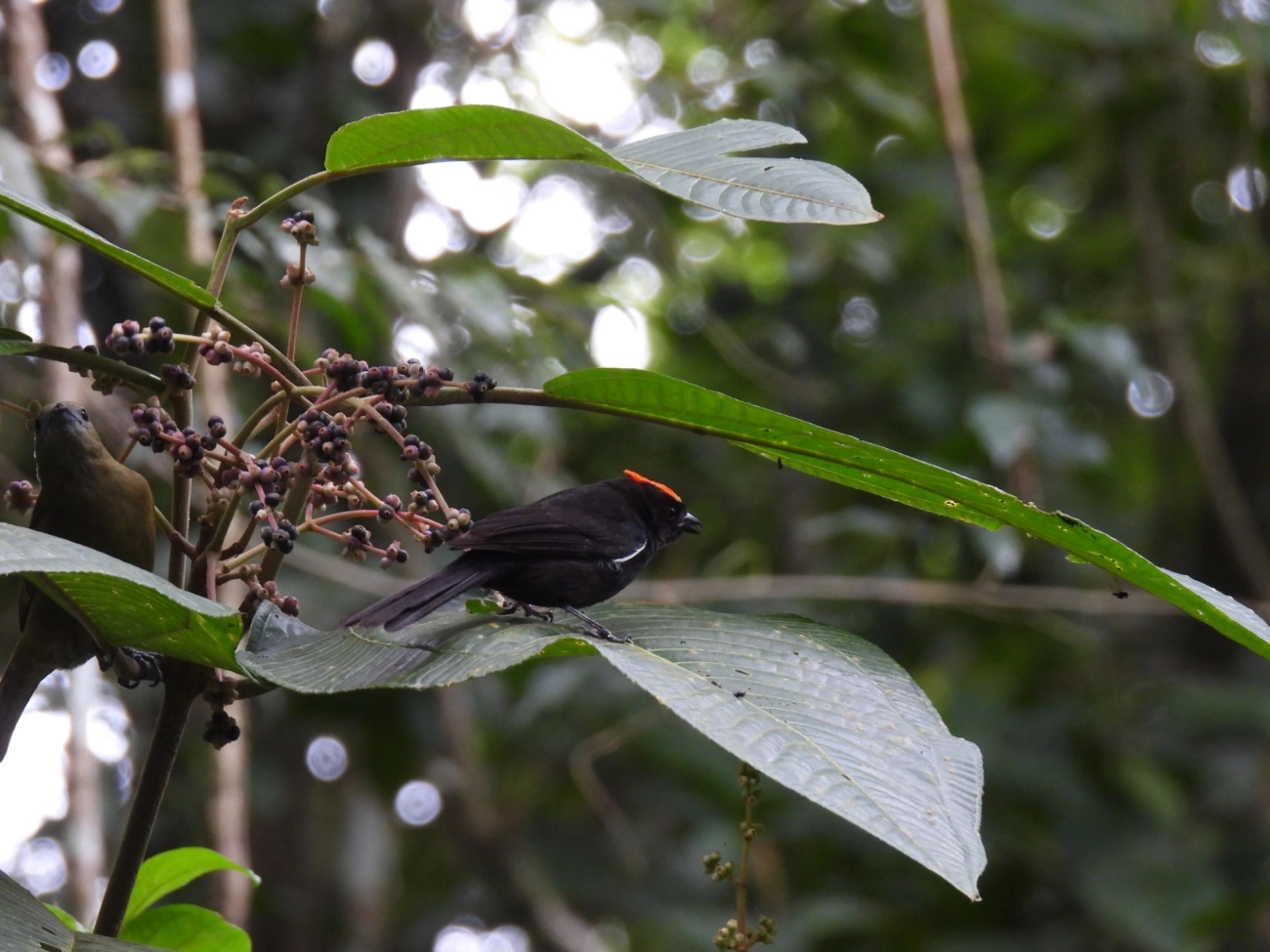Tiê-galo (Loriotus cristatus), aves, fotografado em Maresias, São Sebastião