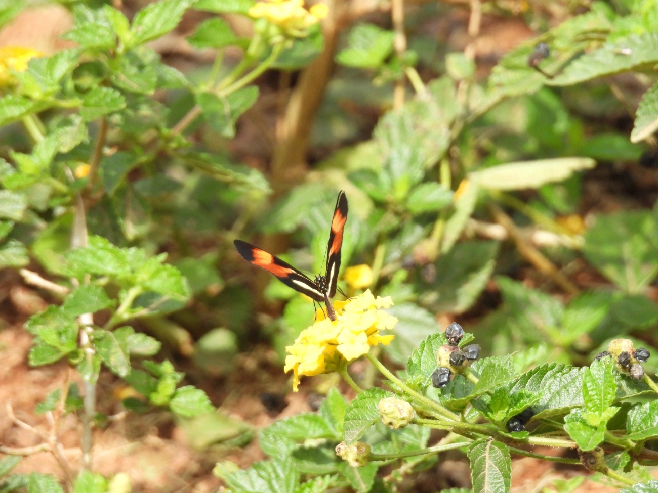 Falsa-erato (Eresia lansdorfi), insetos, fotografado em Rua Coronel João Leme, Bragança Paulista